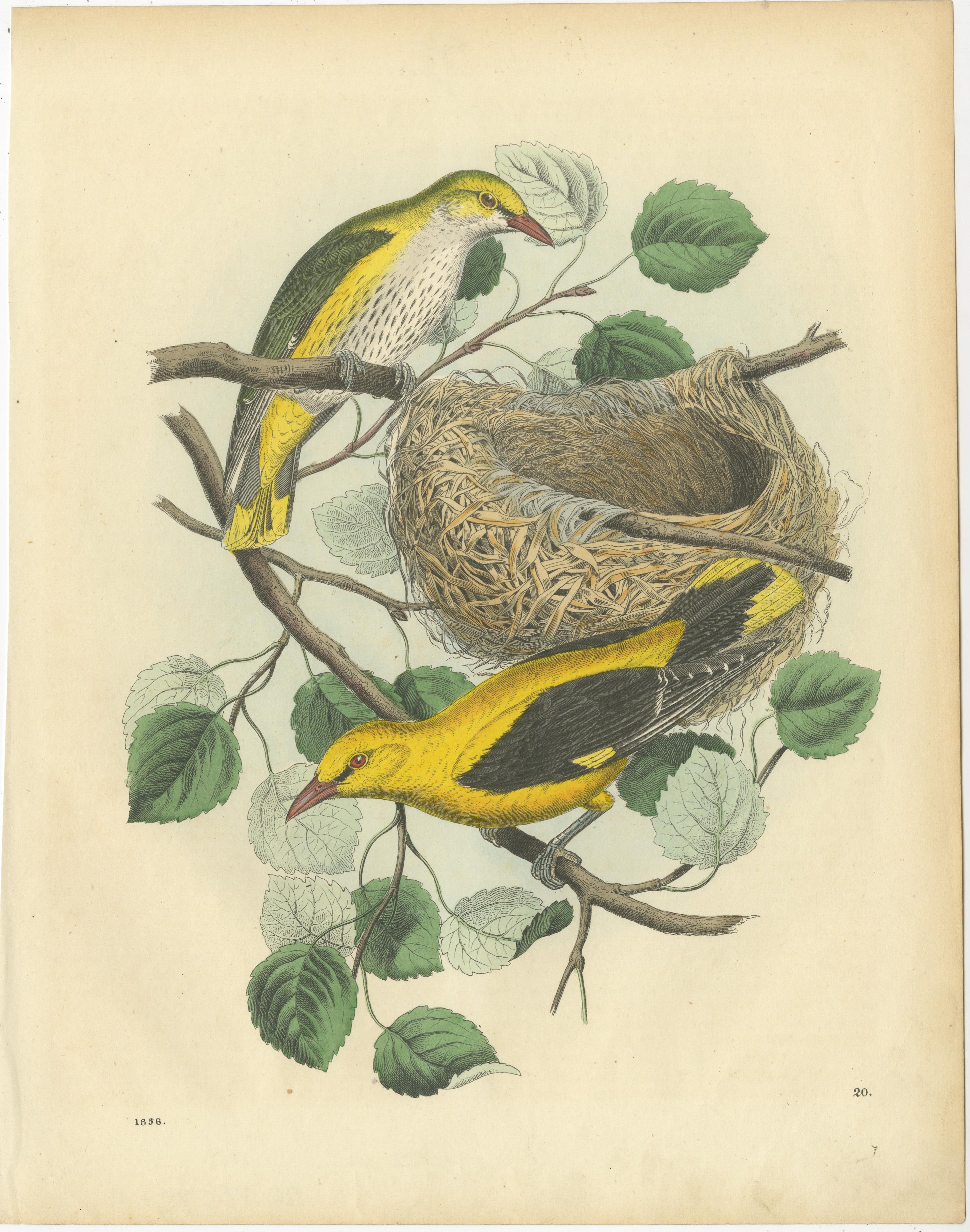 Ornithologische Schätze: Eine Sammlung handkolorierter Vogeldrucke aus dem 19. Jahrhundert im Angebot 5