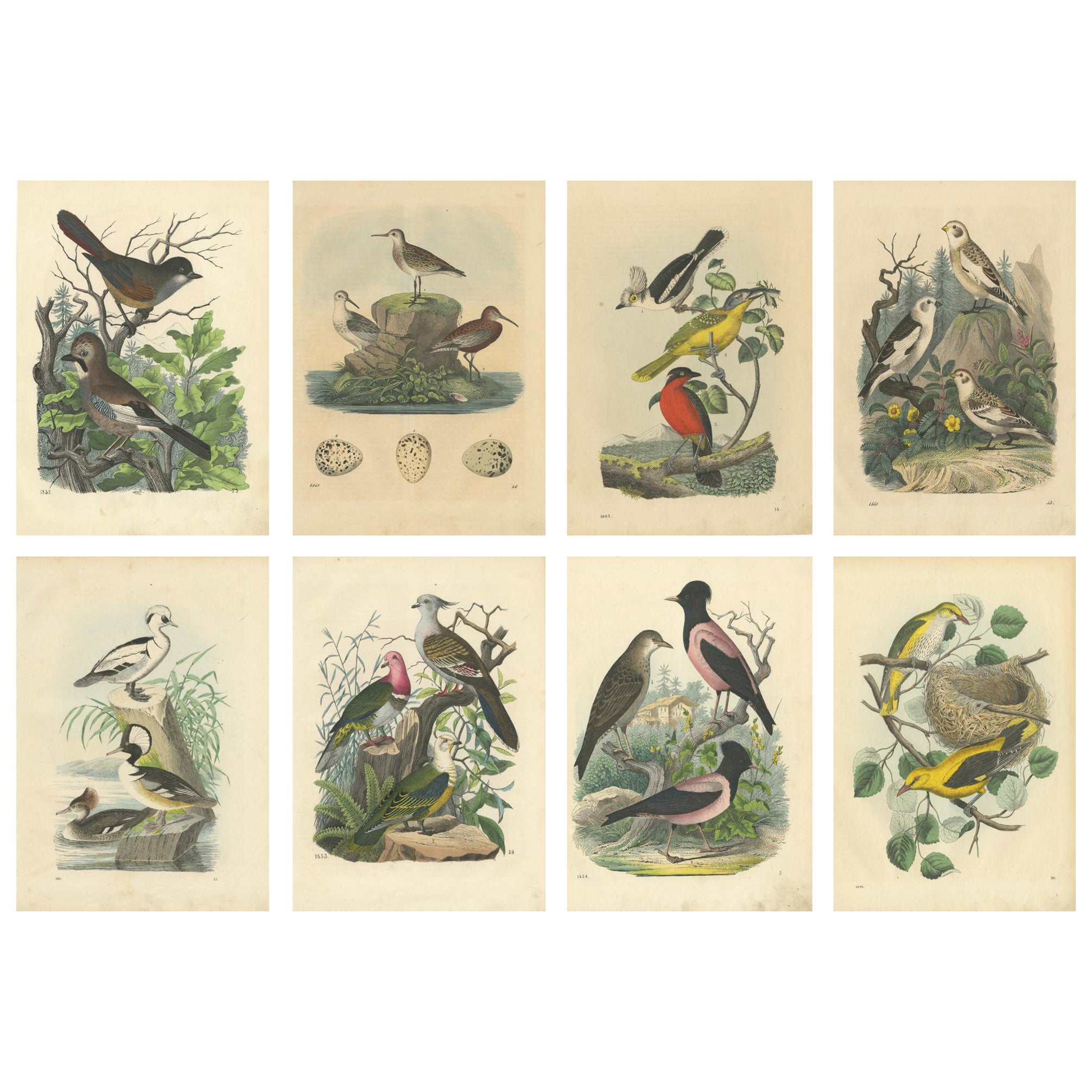 Ornithological Treasures: A Collection of 19th Century Hand-Colored Bird Prints