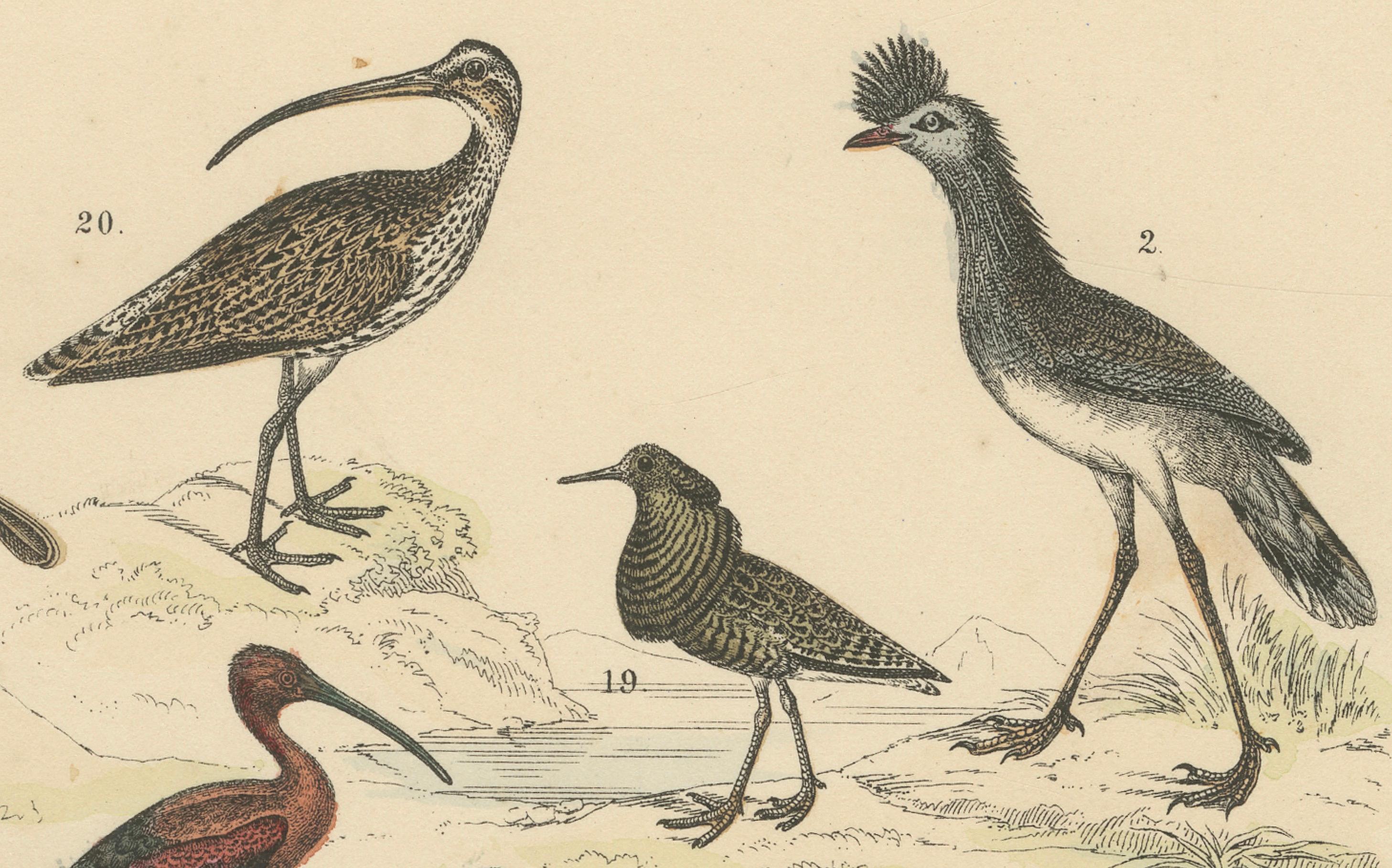 Ornithology Print of Cranes, Flamingos, Herons and Waders by T Bromme c1865

This hand-colored lithograph, published circa 1865 by German geographer and naturalist Traugott Bromme, features a rich diversity of wading birds and wetland species. It