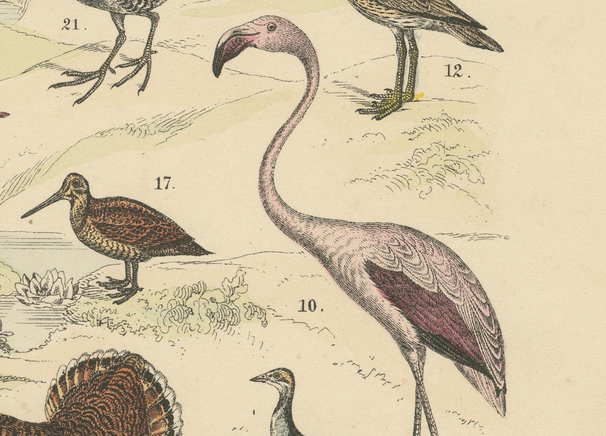 Ornithology Print of Cranes, Flamingos, Herons and Waders by T Bromme c1865 Bon état - En vente à Langweer, NL