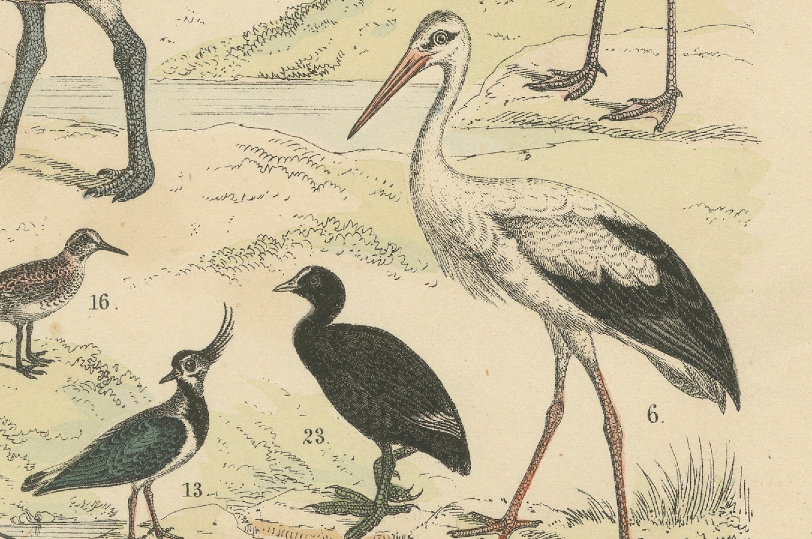 Milieu du XIXe siècle Ornithology Print of Cranes, Flamingos, Herons and Waders by T Bromme c1865 en vente