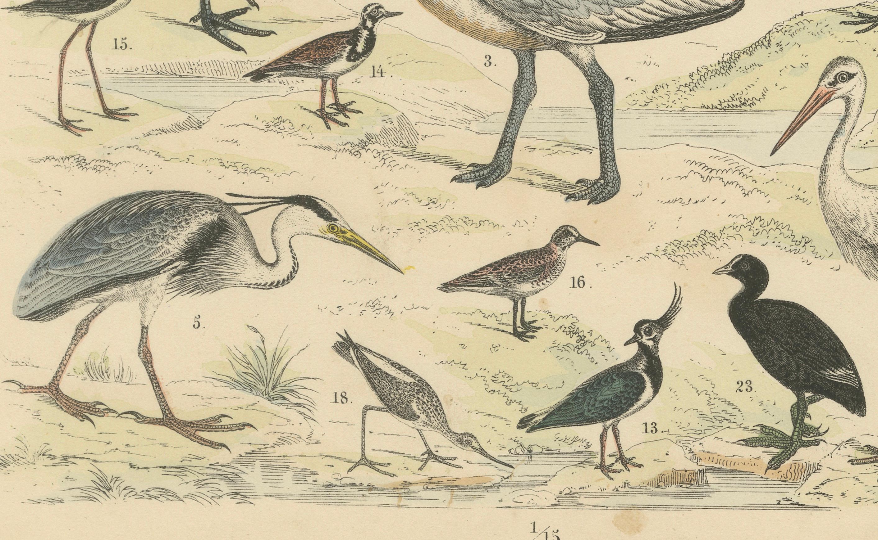 Papier Ornithology Print of Cranes, Flamingos, Herons and Waders by T Bromme c1865 en vente