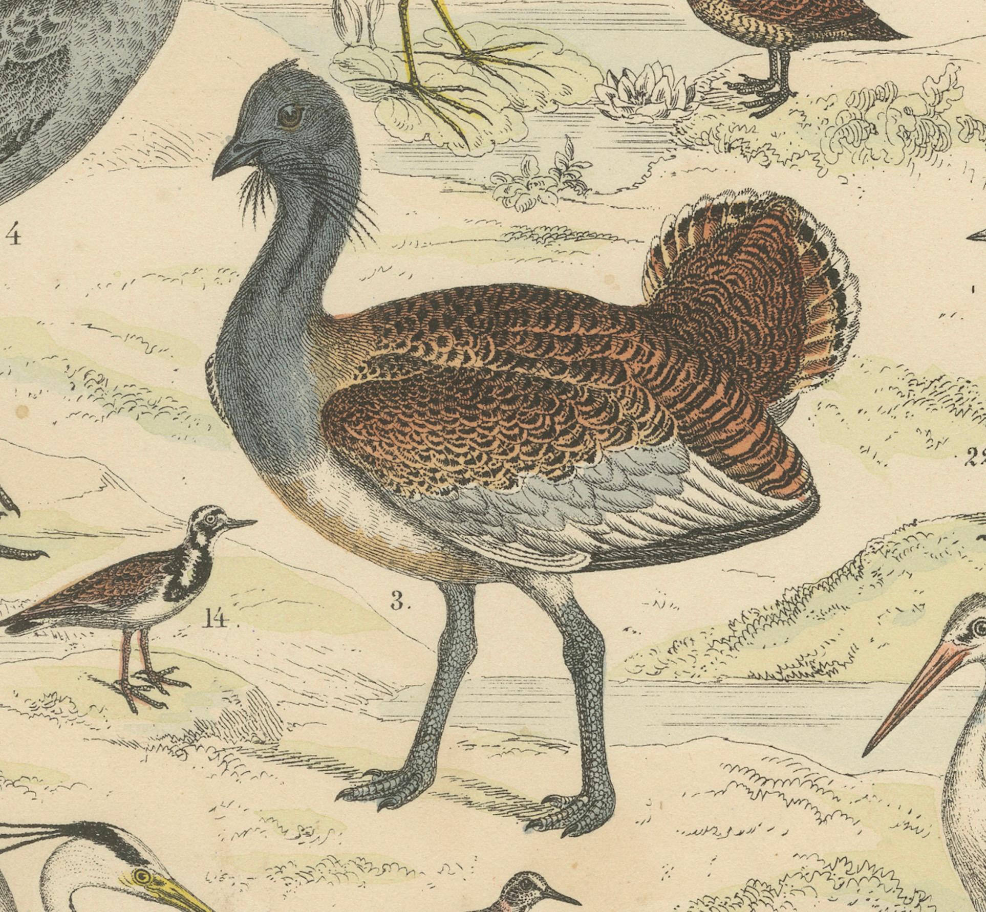 Ornithology Print of Cranes, Flamingos, Herons and Waders by T Bromme c1865 en vente 1
