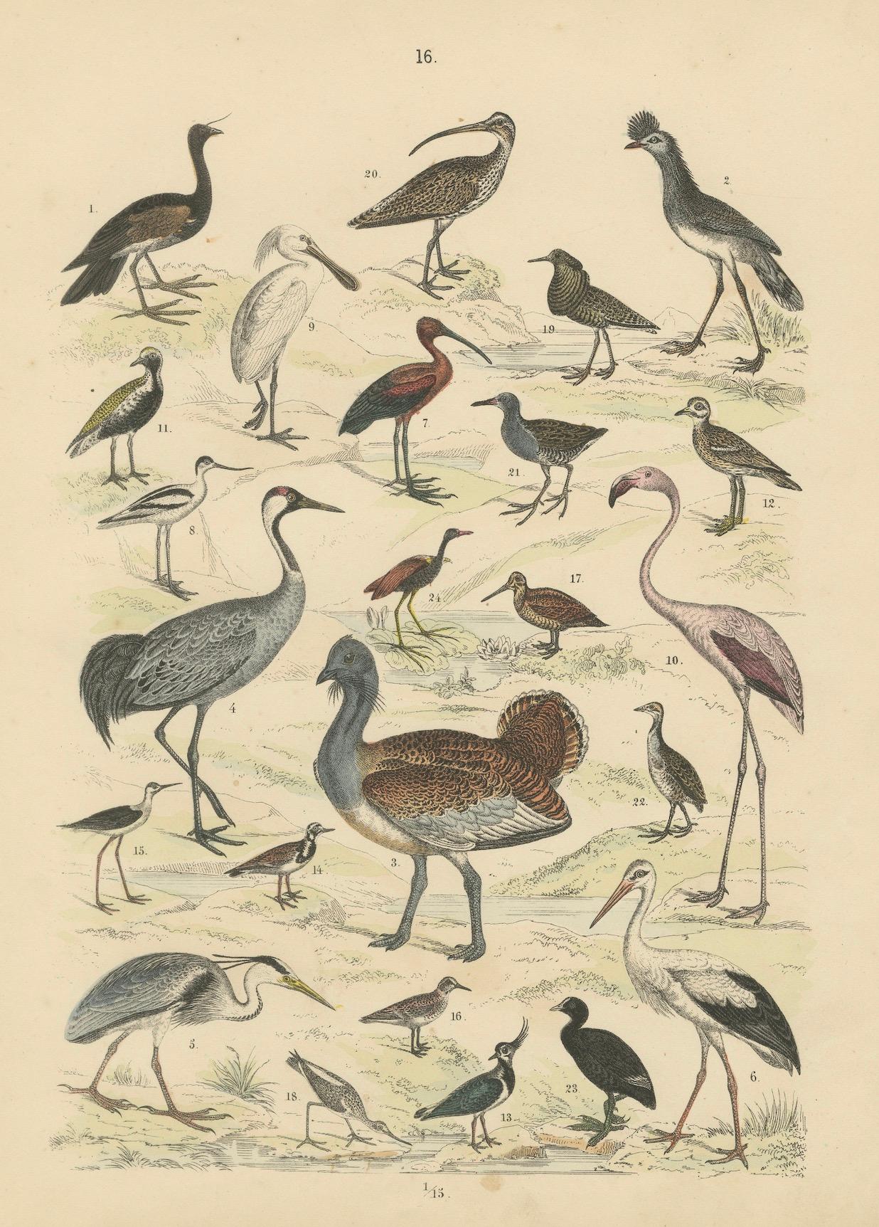 Ornithology Print of Cranes, Flamingos, Herons and Waders by T Bromme c1865 en vente 2