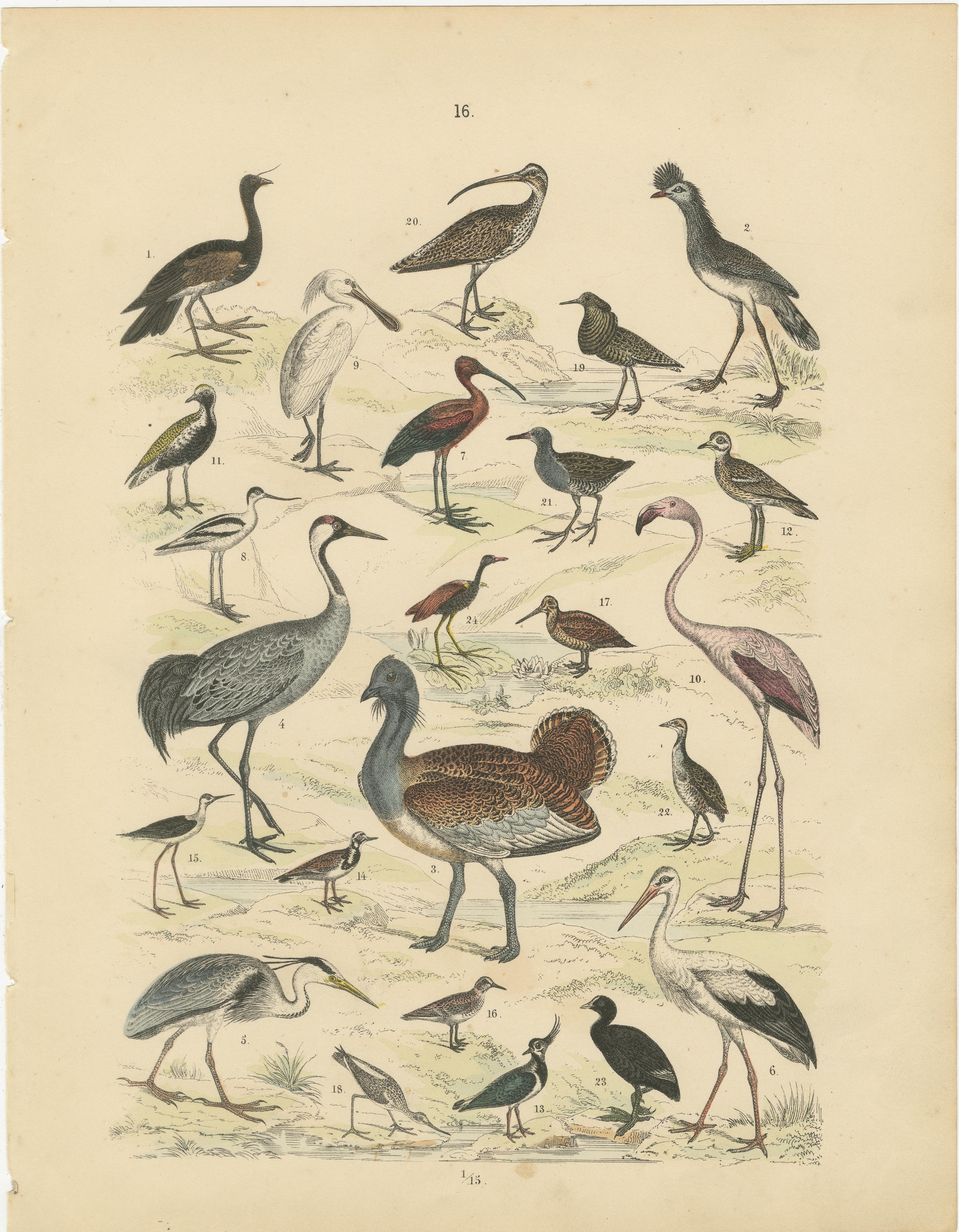 Ornithology Print of Cranes, Flamingos, Herons and Waders by T Bromme c1865 en vente 3