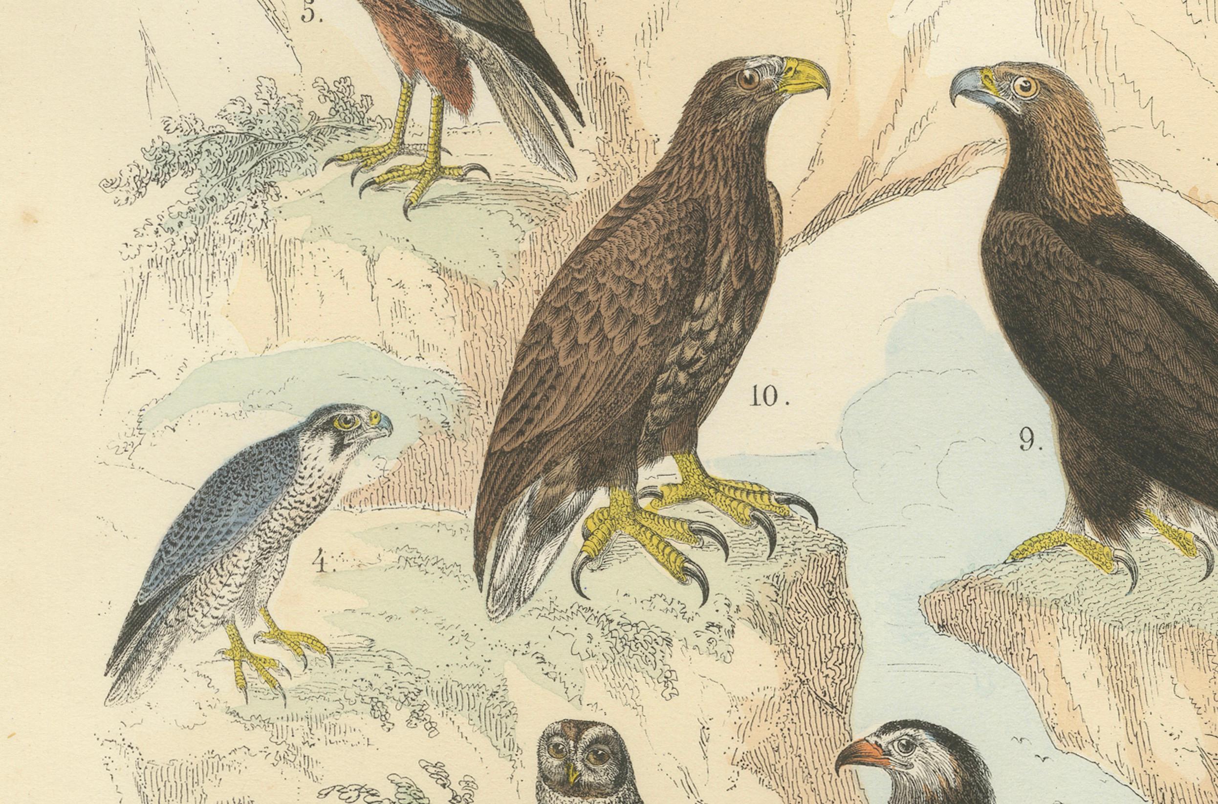 Ornithology Print of Eagles, Falcons, Owls and Vultures by T Bromme c1865

This striking 19th-century hand-colored lithograph, published around 1865 by German geographer and atlas maker Traugott Bromme, showcases a variety of birds of prey from