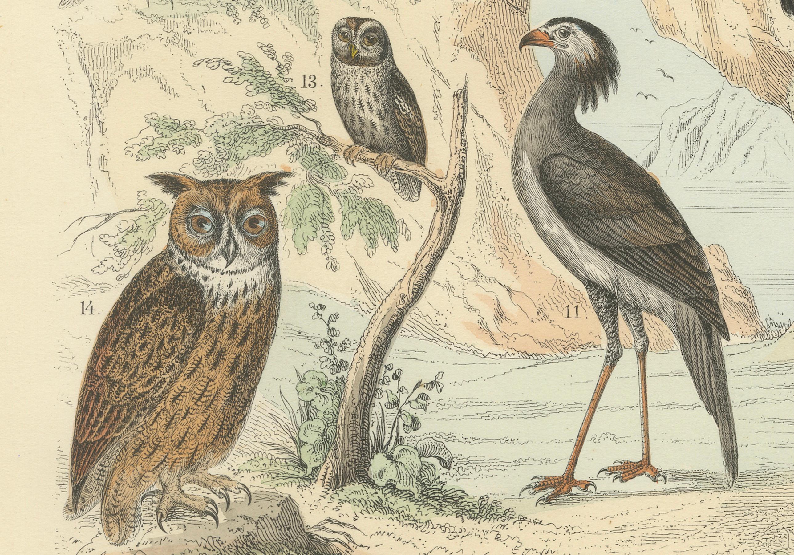Ornithology Print of Eagles, Falcons, Owls and Vultures by T Bromme c1865 Alemán en venta