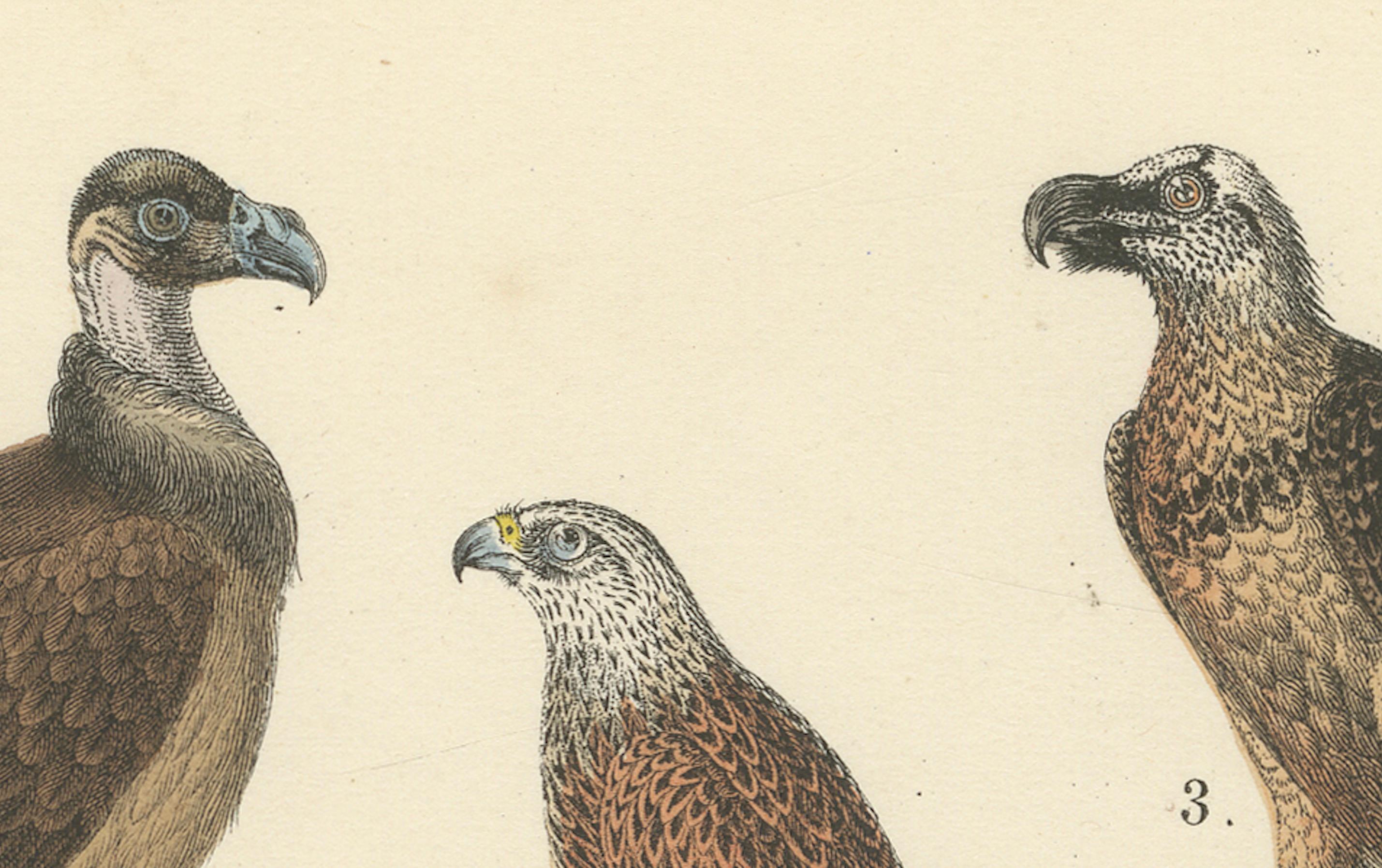 Ornithology Print of Eagles, Falcons, Owls and Vultures by T Bromme c1865 Mediados del siglo XIX en venta