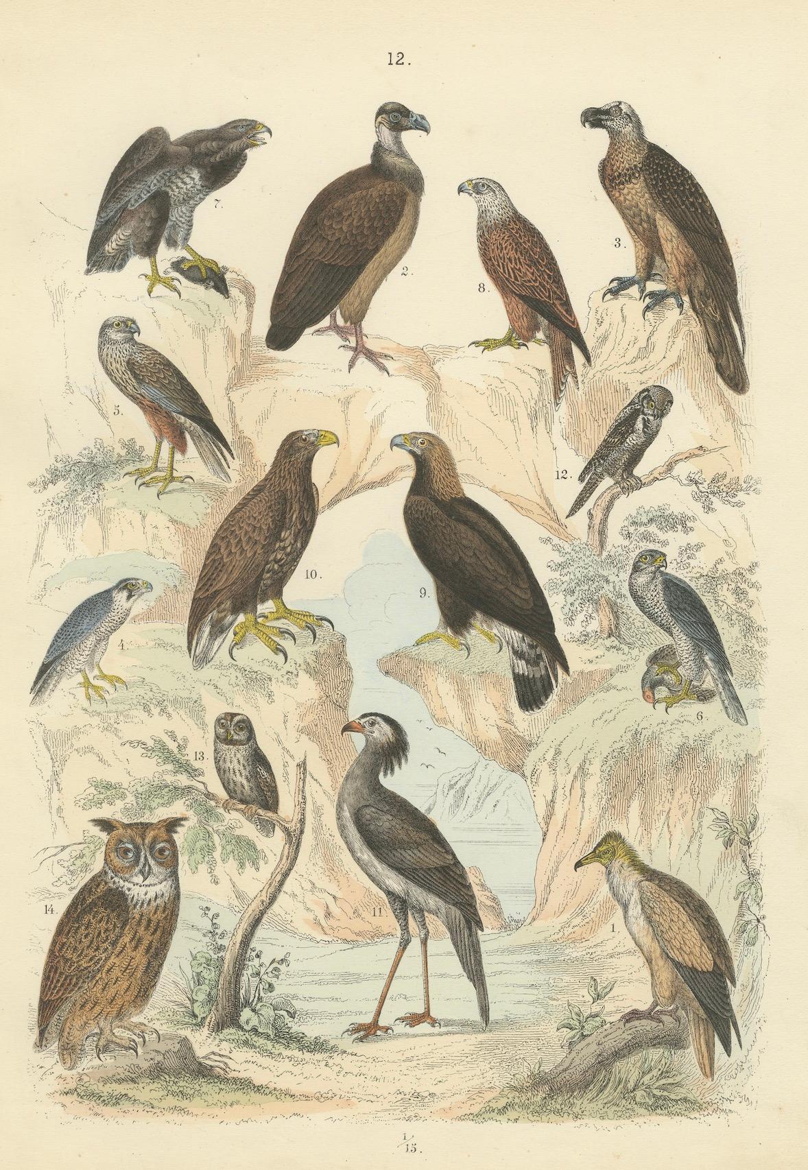 Ornithology Print of Eagles, Falcons, Owls and Vultures by T Bromme c1865 en venta 1
