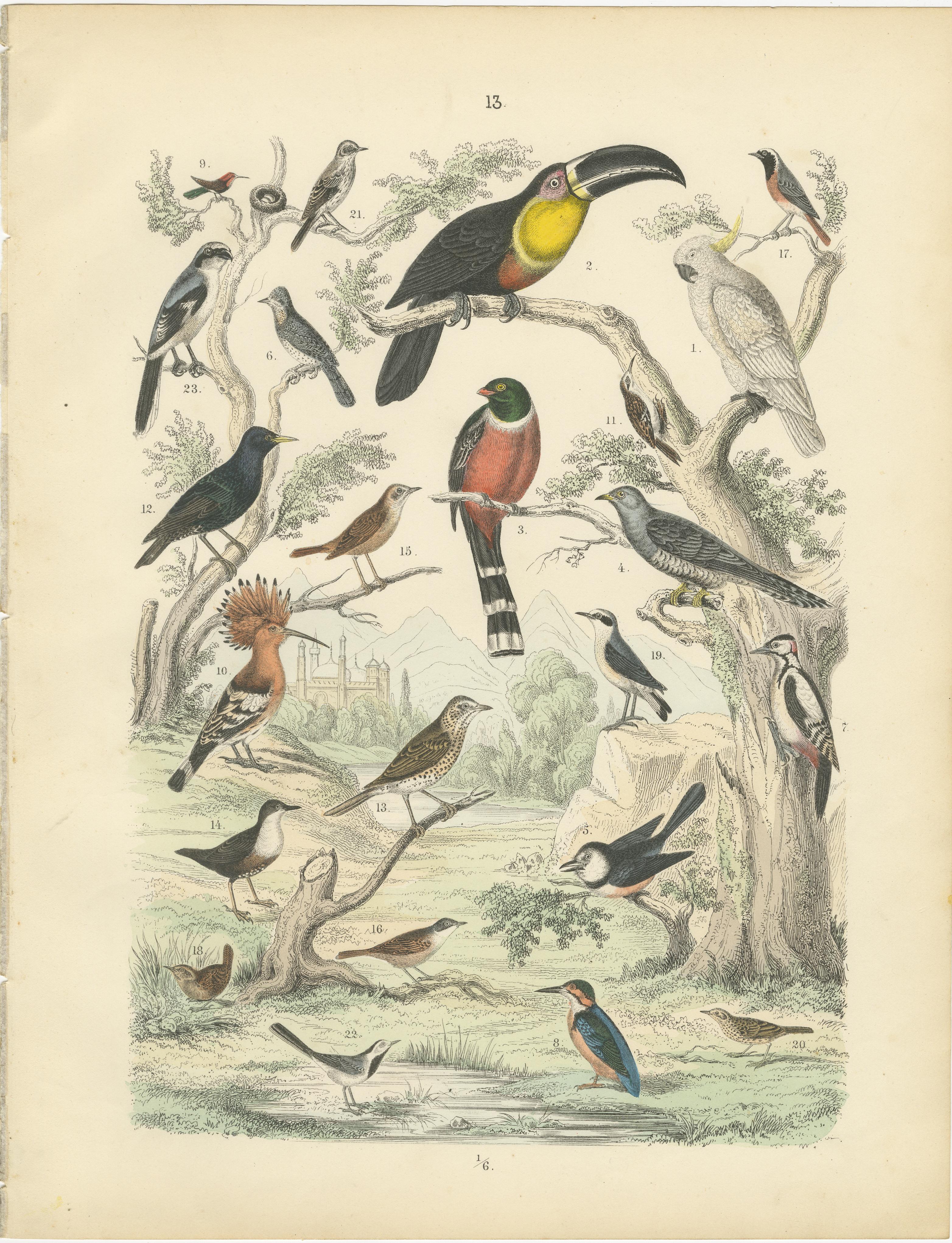 Ornithology Print of Eagles, Falcons, Owls and Vultures by T Bromme c1865 en venta 2