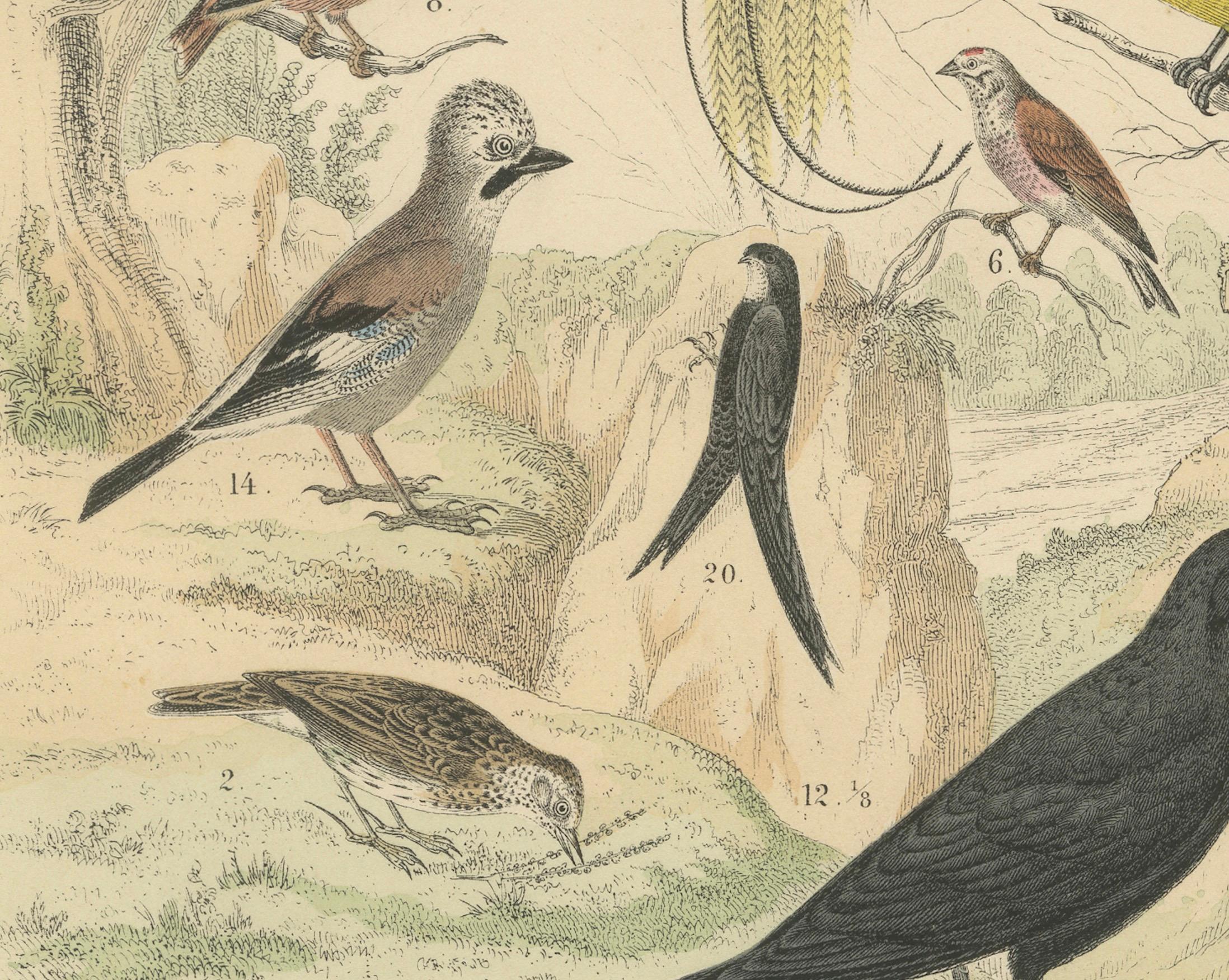 Ornithology Print of Hornbill, Crows, Finches and Songbirds by T Bromme c1865

This beautifully detailed 19th-century hand-colored lithograph was created by German geographer and publisher Traugott Bromme, circa 1865. Published in his educational