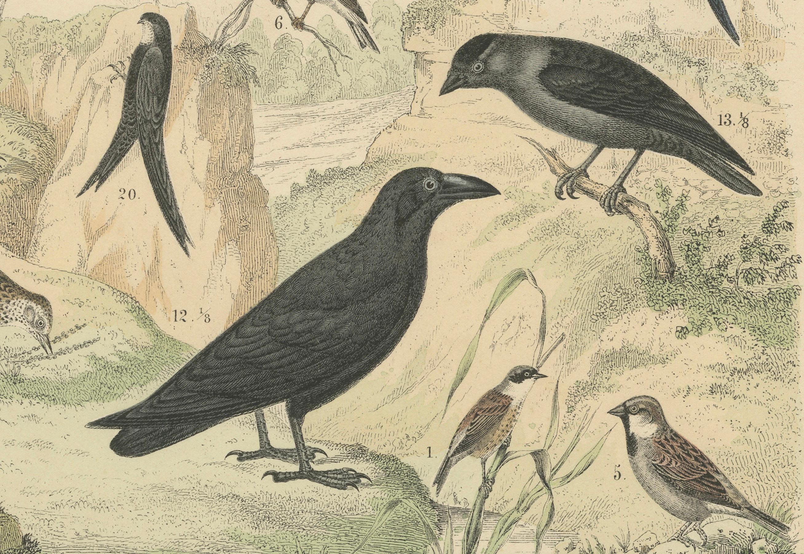 Allemand Ornithology Print of Hornbill, Crows, Finches and Songbirds by T Bromme c1865 en vente