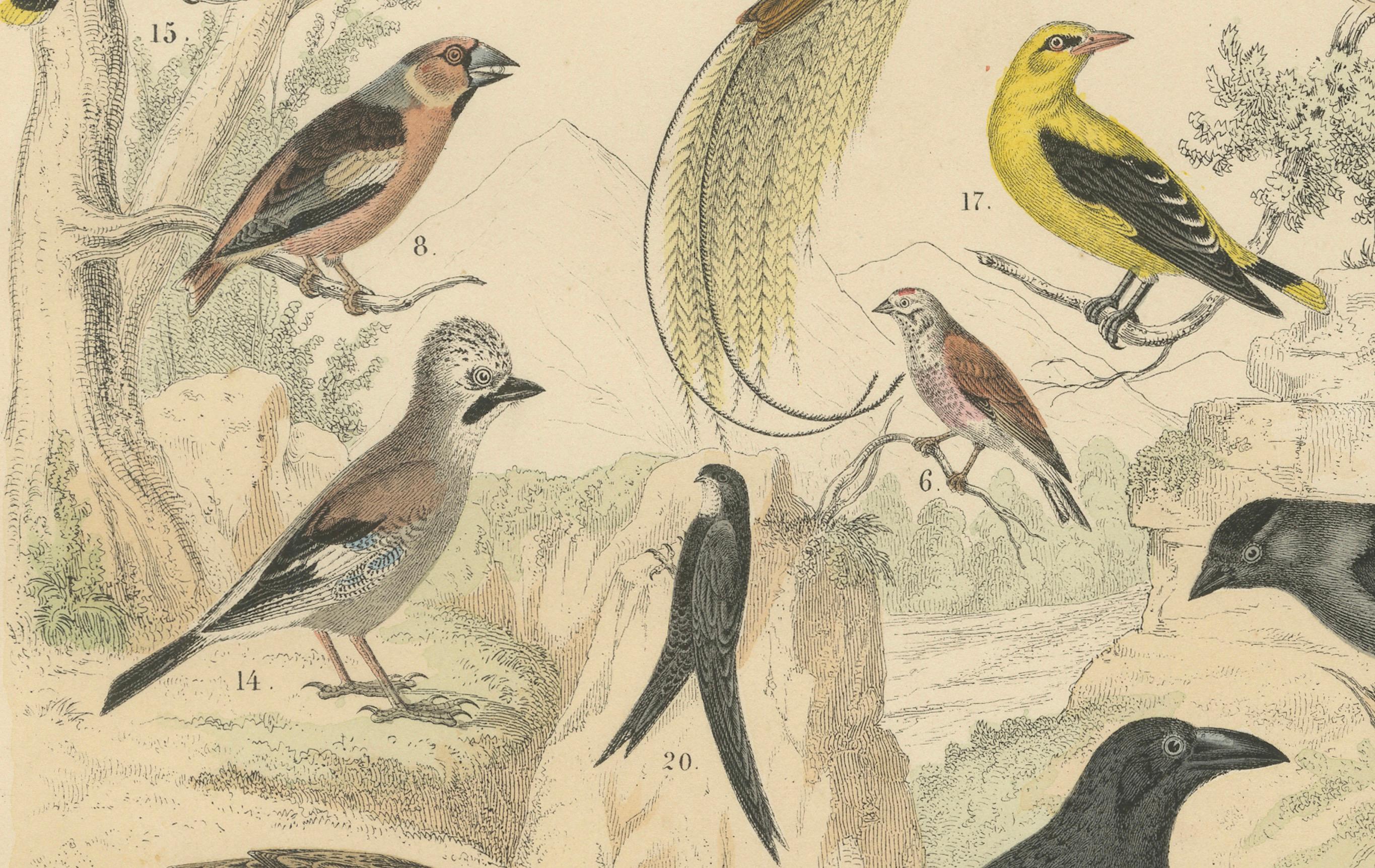 Ornithology Print of Hornbill, Crows, Finches and Songbirds by T Bromme c1865 Bon état - En vente à Langweer, NL