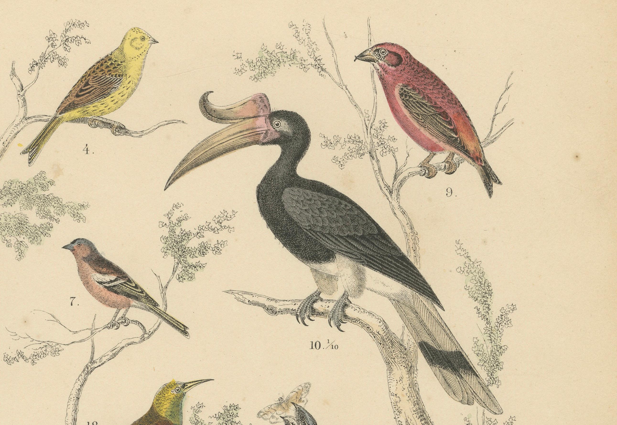 Papier Ornithology Print of Hornbill, Crows, Finches and Songbirds by T Bromme c1865 en vente
