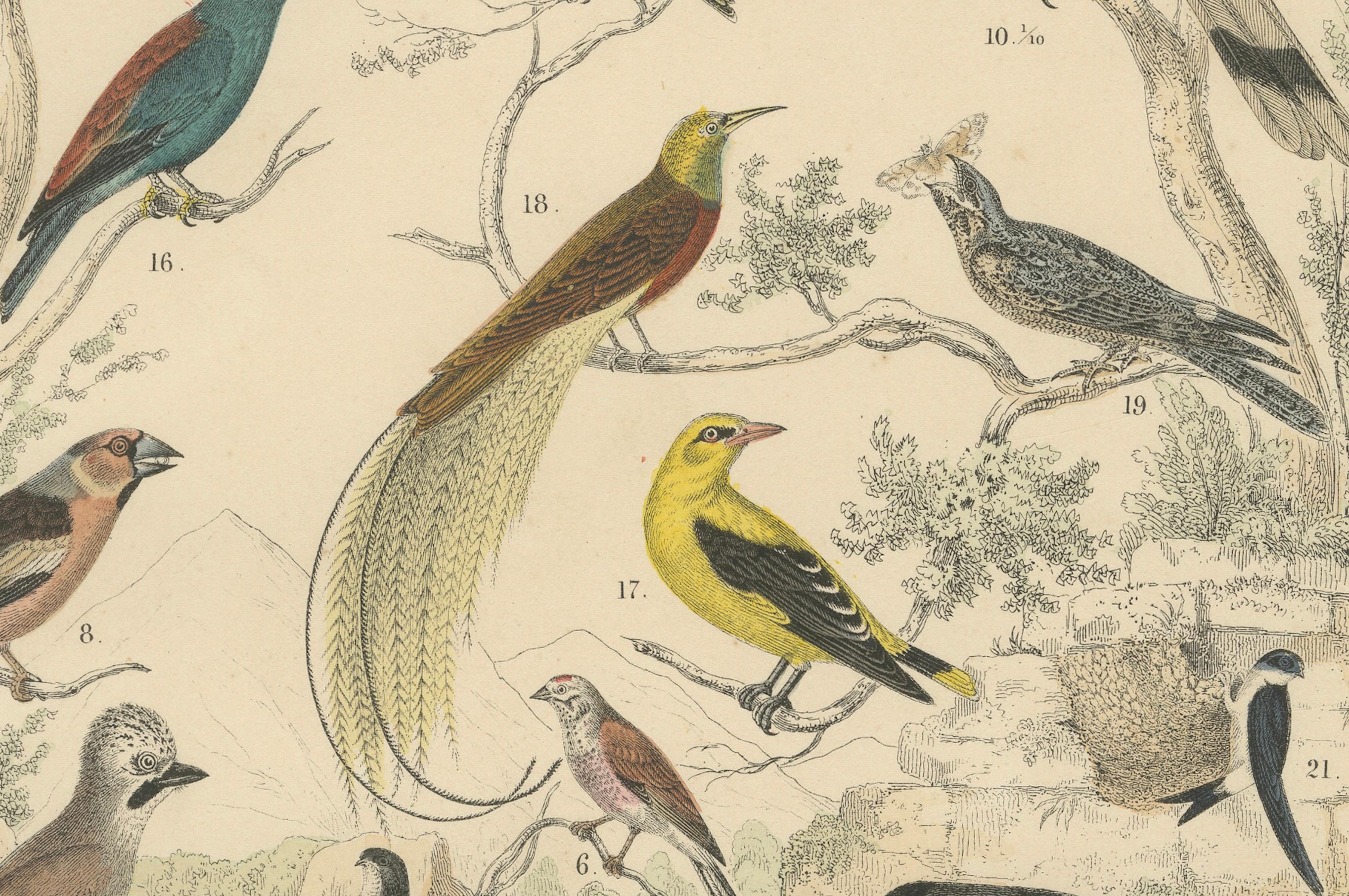 Ornithology Print of Hornbill, Crows, Finches and Songbirds by T Bromme c1865 en vente 1