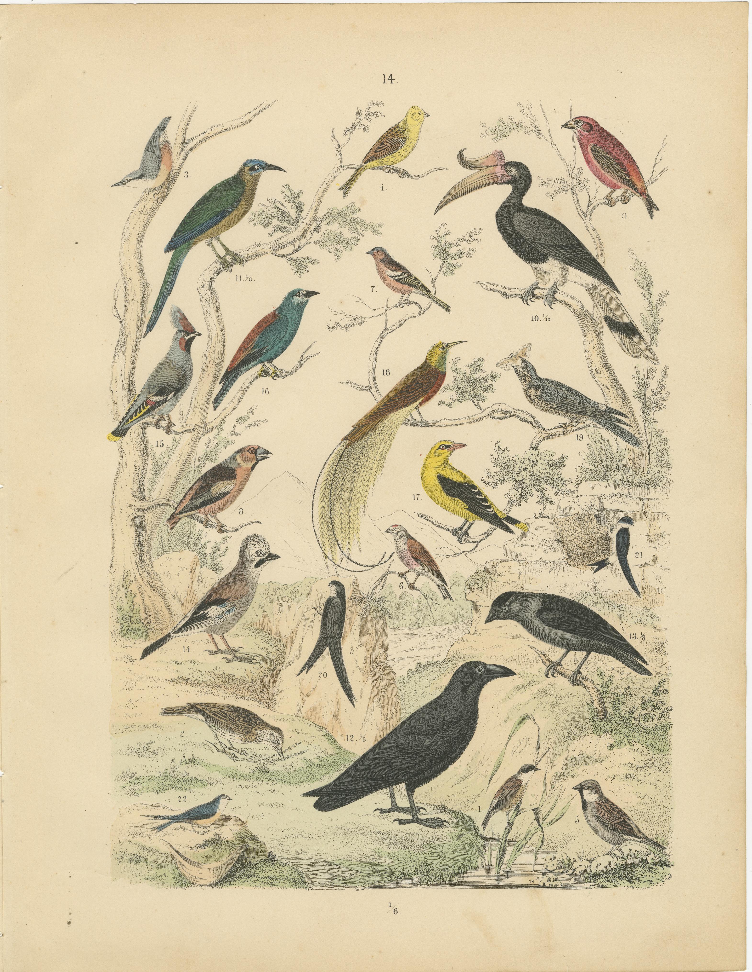 Ornithology Print of Hornbill, Crows, Finches and Songbirds by T Bromme c1865 en vente 3