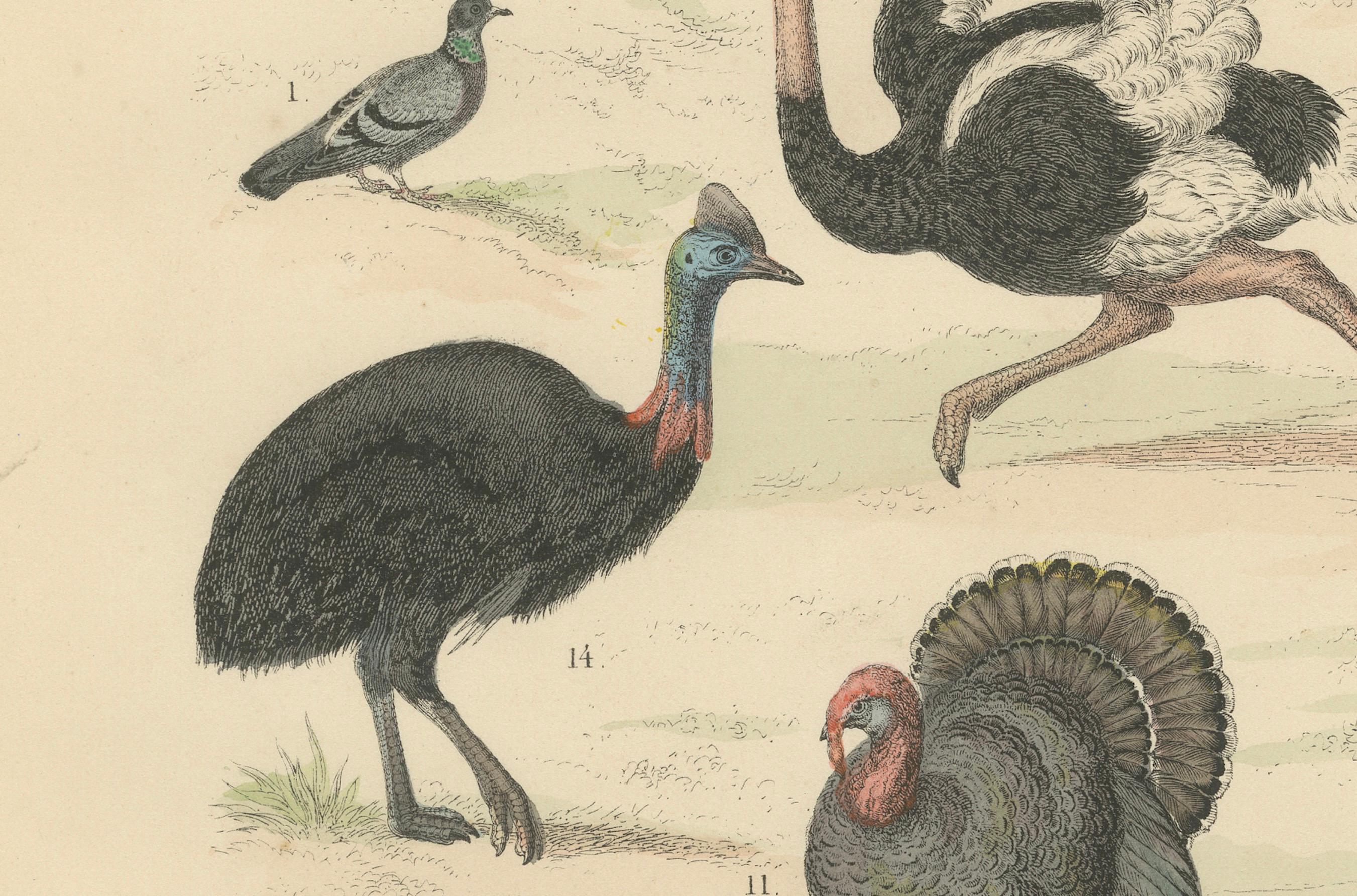 Ornithology Print of Ostrich, Peacock, Turkey and Game Birds by T Bromme c1865 en Bueno estado para la venta en Langweer, NL