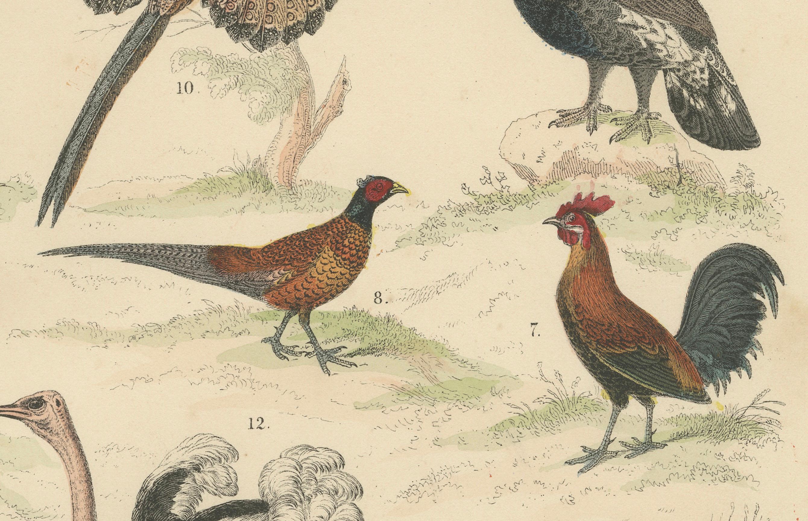 Ornithology Print of Ostrich, Peacock, Turkey and Game Birds by T Bromme c1865 Papel en venta