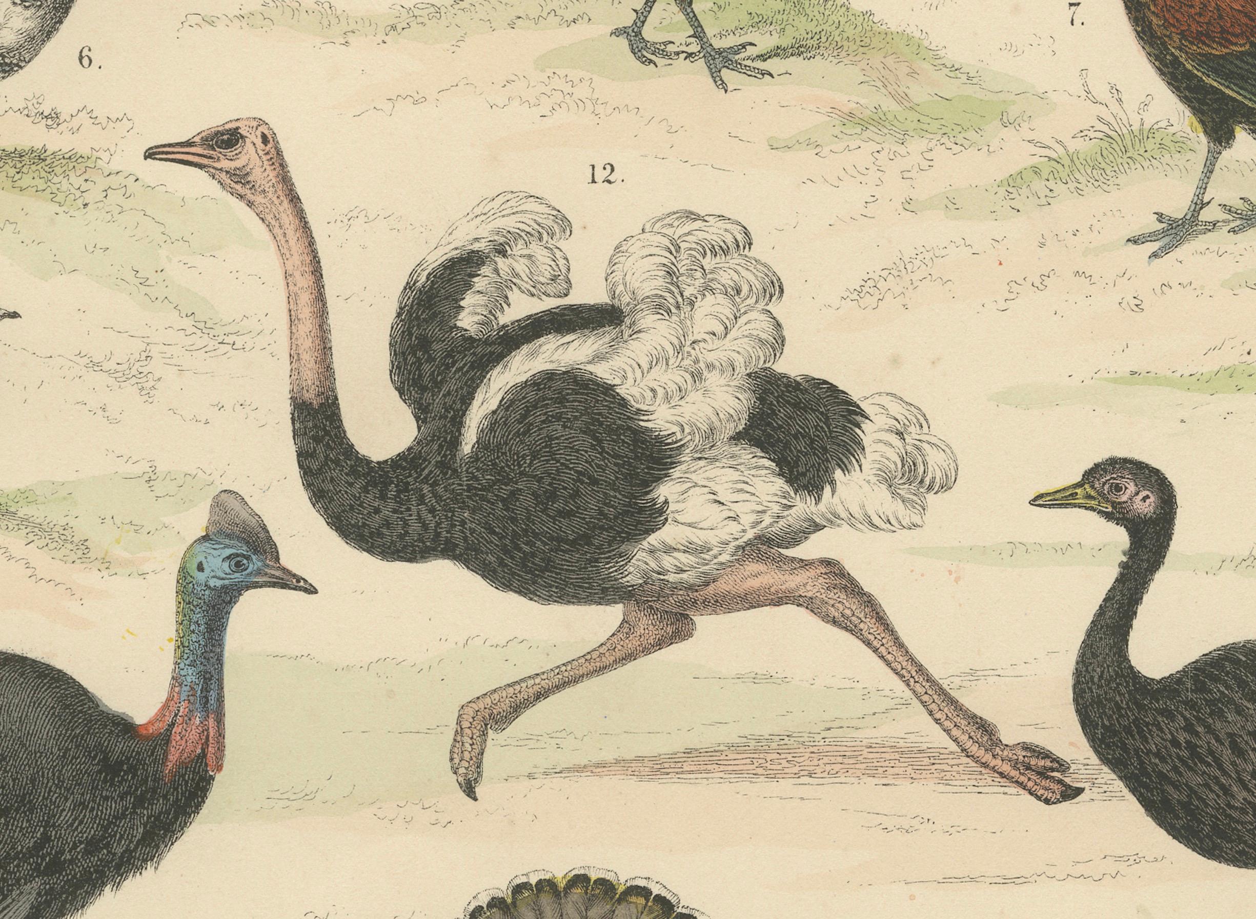 Ornithology Print of Ostrich, Peacock, Turkey and Game Birds by T Bromme c1865 en venta 1