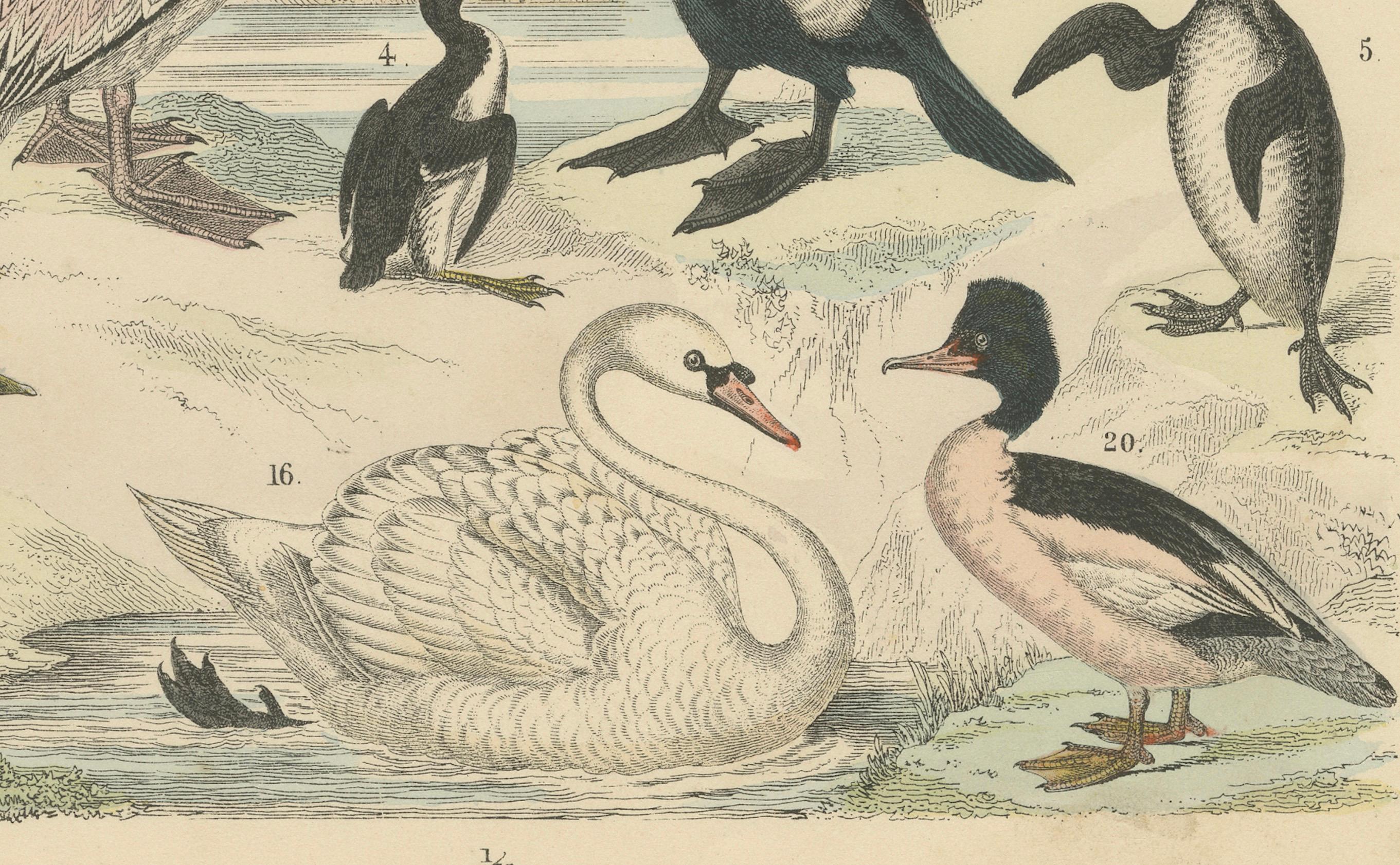 Ornithology Print of Swans, Ducks, Pelicans and Seabirds by T Bromme c1865

This beautifully hand-colored 19th-century lithograph, printed circa 1865 by German geographer and scientific illustrator Traugott Bromme, presents an elegant array of water
