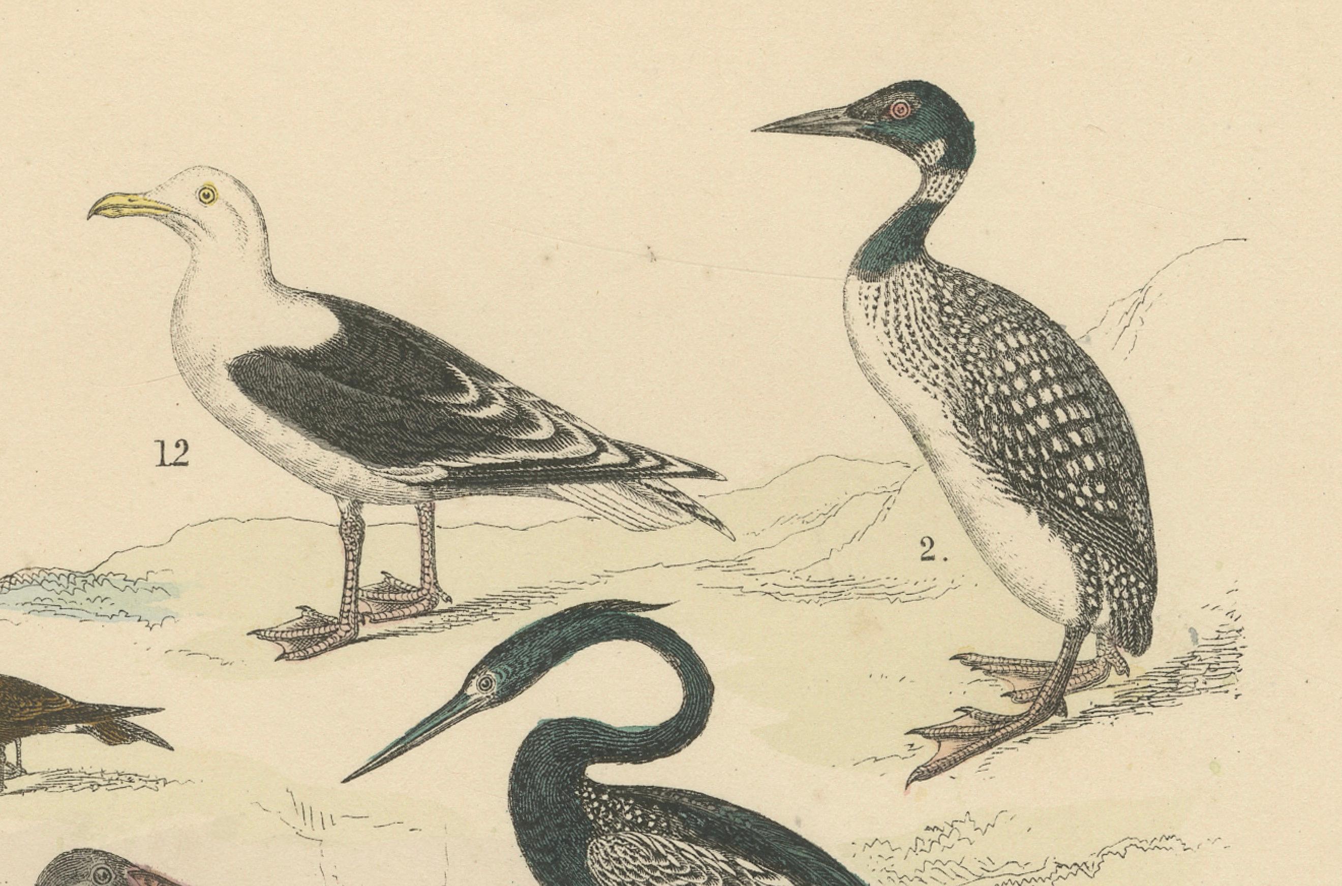 Allemand Ornithology Print of Swans, Ducks, Pelicans and Seabirds by T Bromme c1865 en vente