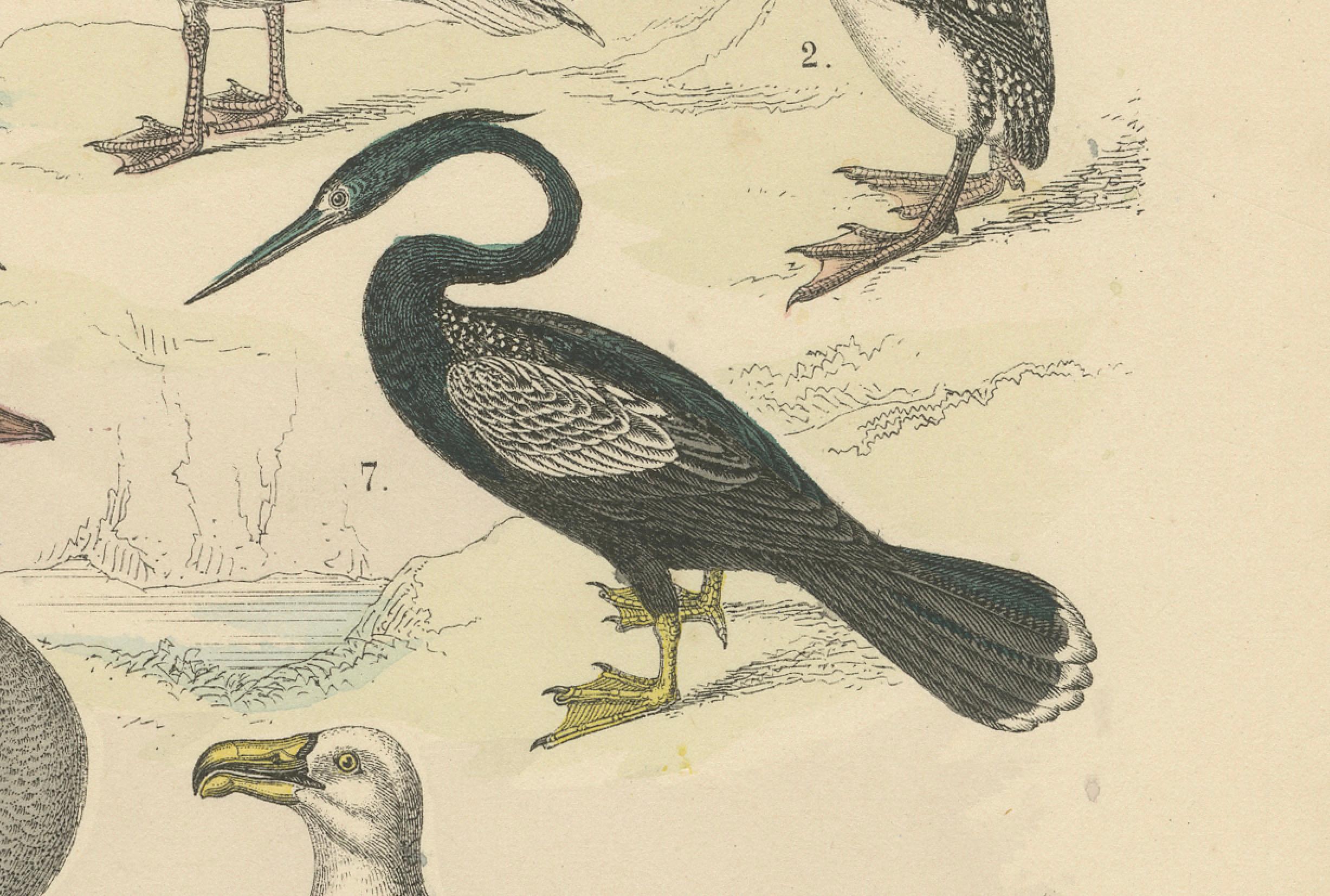 Ornithology Print of Swans, Ducks, Pelicans and Seabirds by T Bromme c1865 Bon état - En vente à Langweer, NL