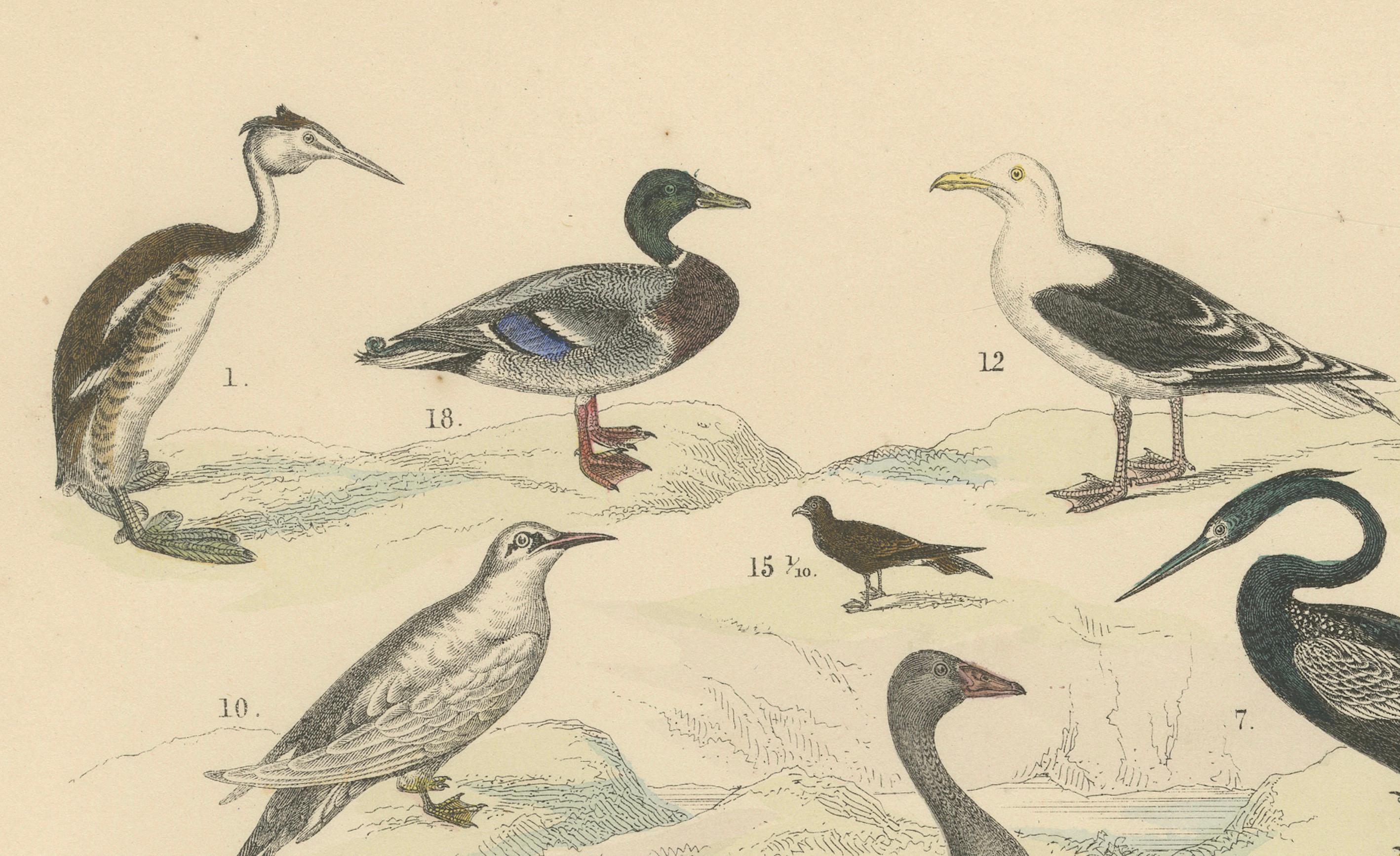 Milieu du XIXe siècle Ornithology Print of Swans, Ducks, Pelicans and Seabirds by T Bromme c1865 en vente