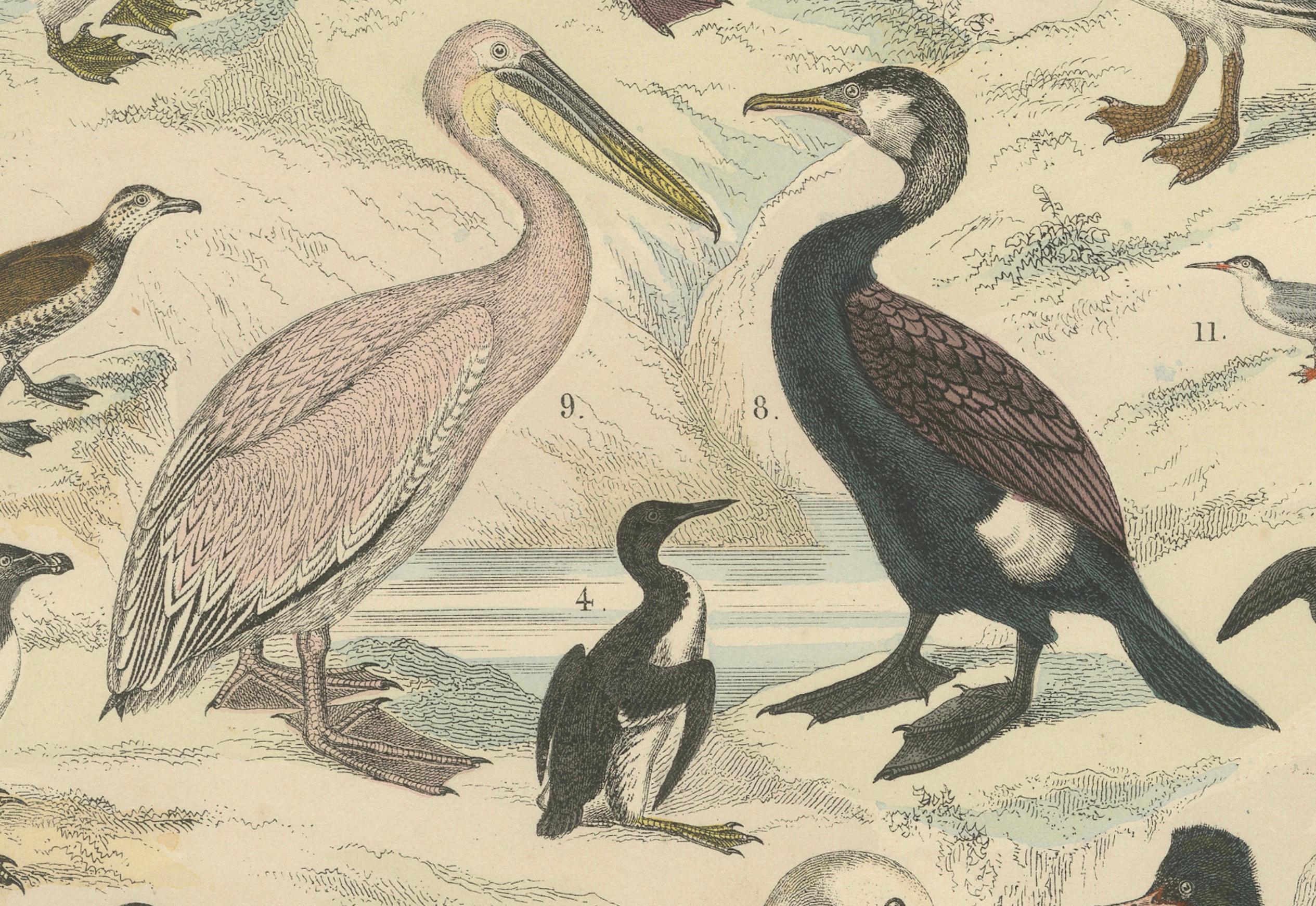 Papier Ornithology Print of Swans, Ducks, Pelicans and Seabirds by T Bromme c1865 en vente