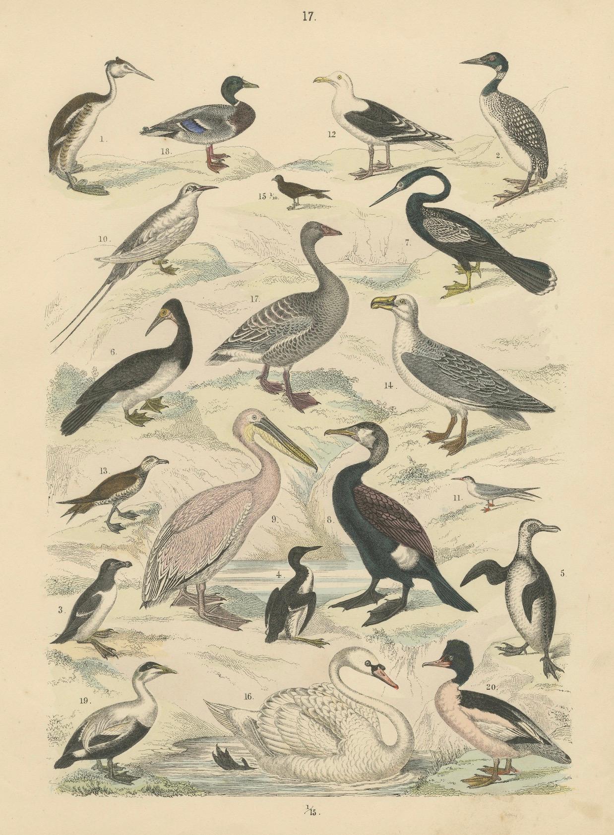 Ornithology Print of Swans, Ducks, Pelicans and Seabirds by T Bromme c1865 en vente 1
