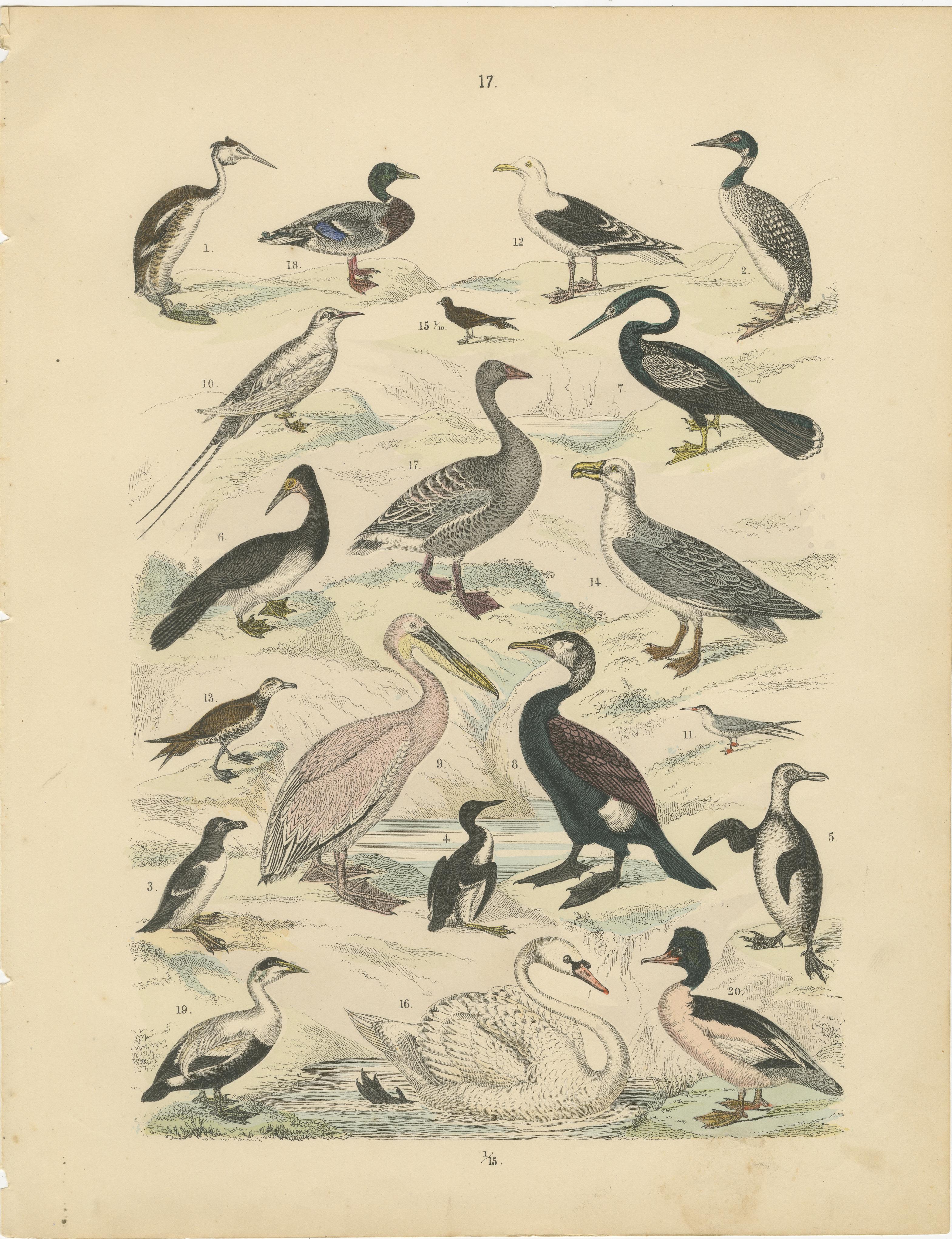 Ornithology Print of Swans, Ducks, Pelicans and Seabirds by T Bromme c1865 en vente 2
