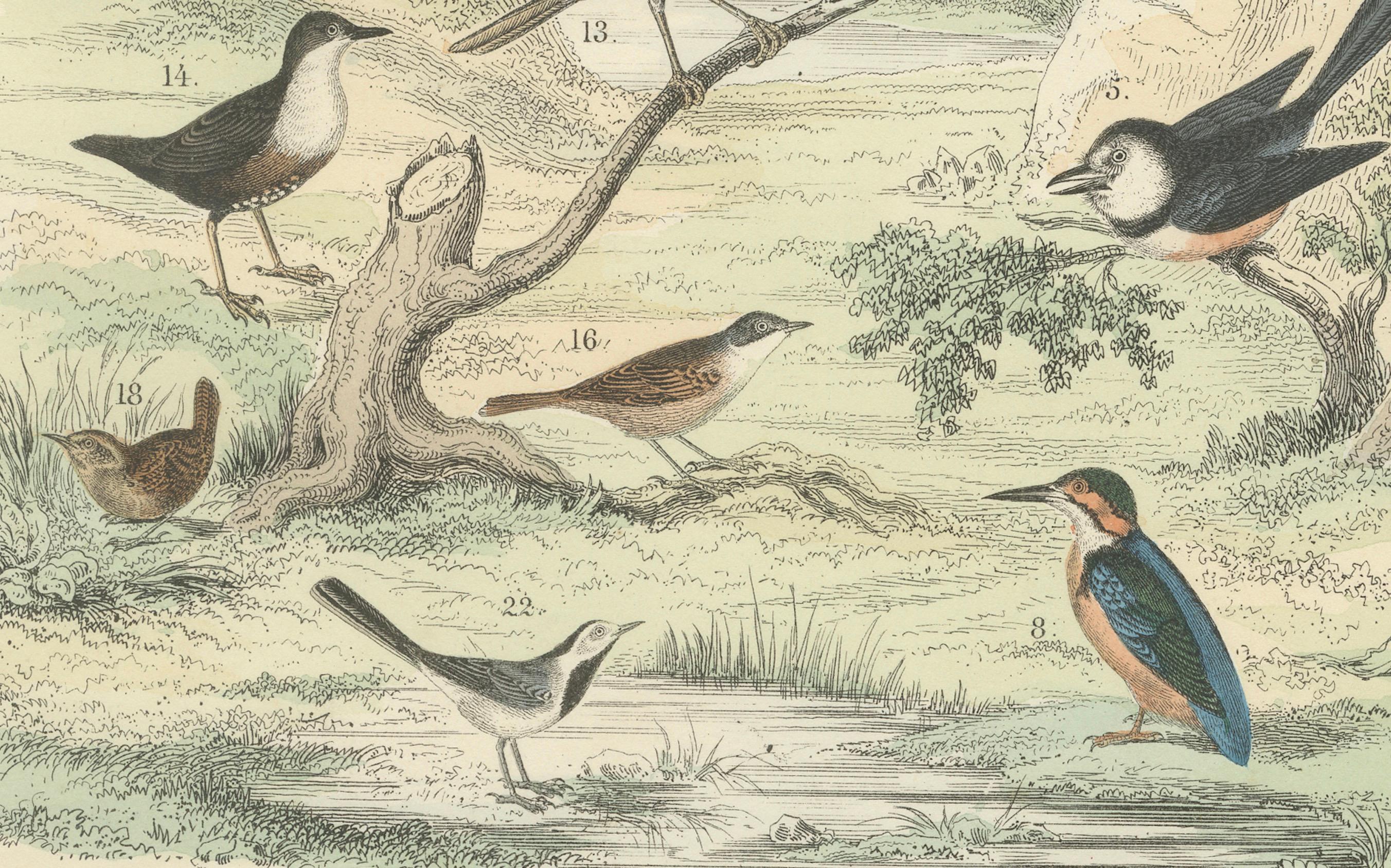 Ornithologie Druck von Tukanen, Spechten, Drosseln und Kingfishern - um 1865 (Deutsch) im Angebot
