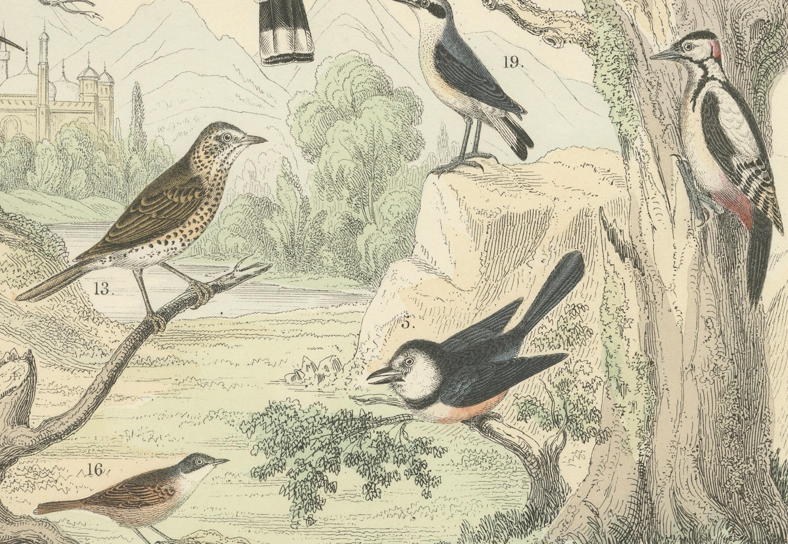 Ornithologie Druck von Tukanen, Spechten, Drosseln und Kingfishern - um 1865 im Zustand „Gut“ im Angebot in Langweer, NL