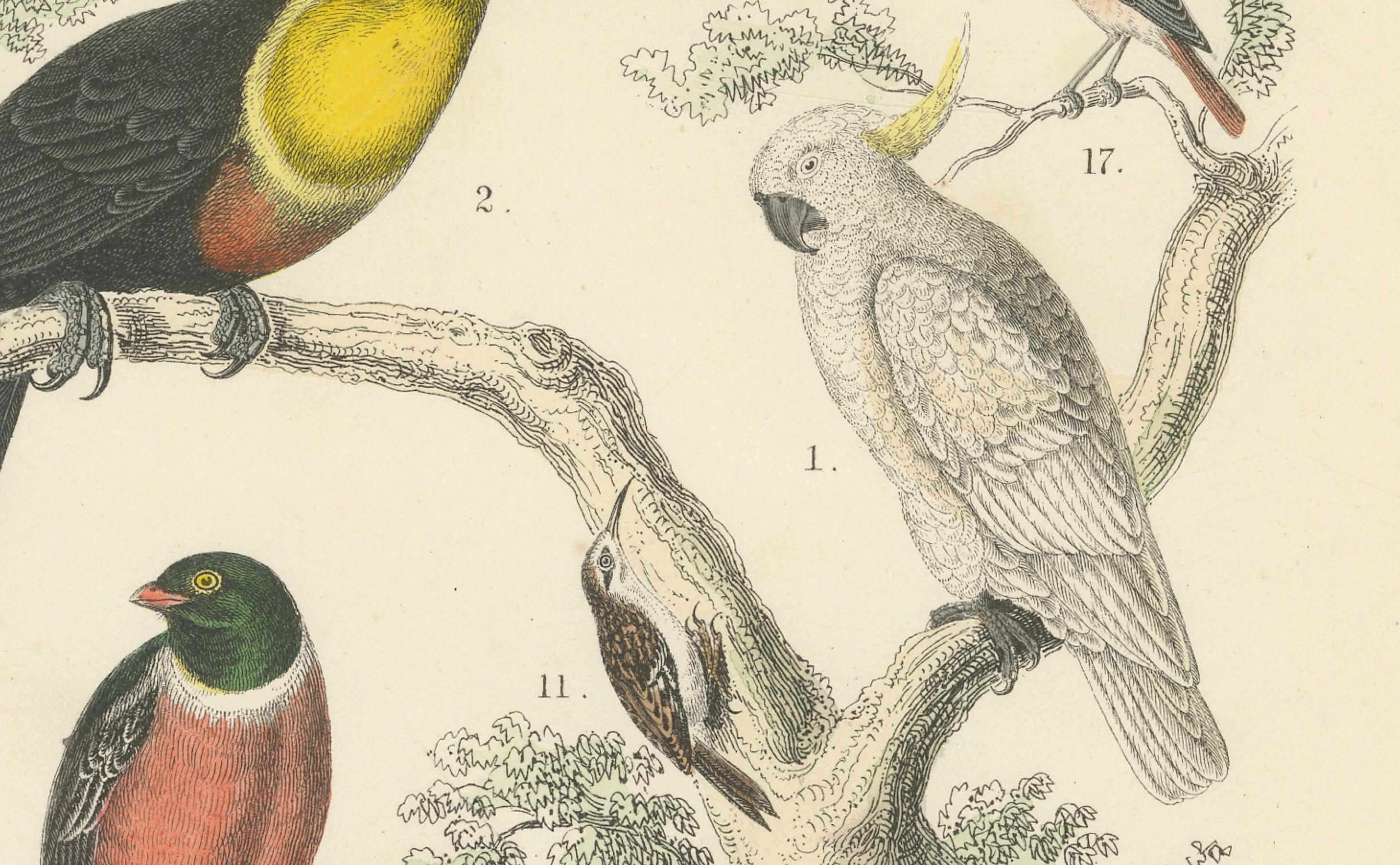 Ornithologie Druck von Tukanen, Spechten, Drosseln und Kingfishern - um 1865 (Mittleres 19. Jahrhundert) im Angebot