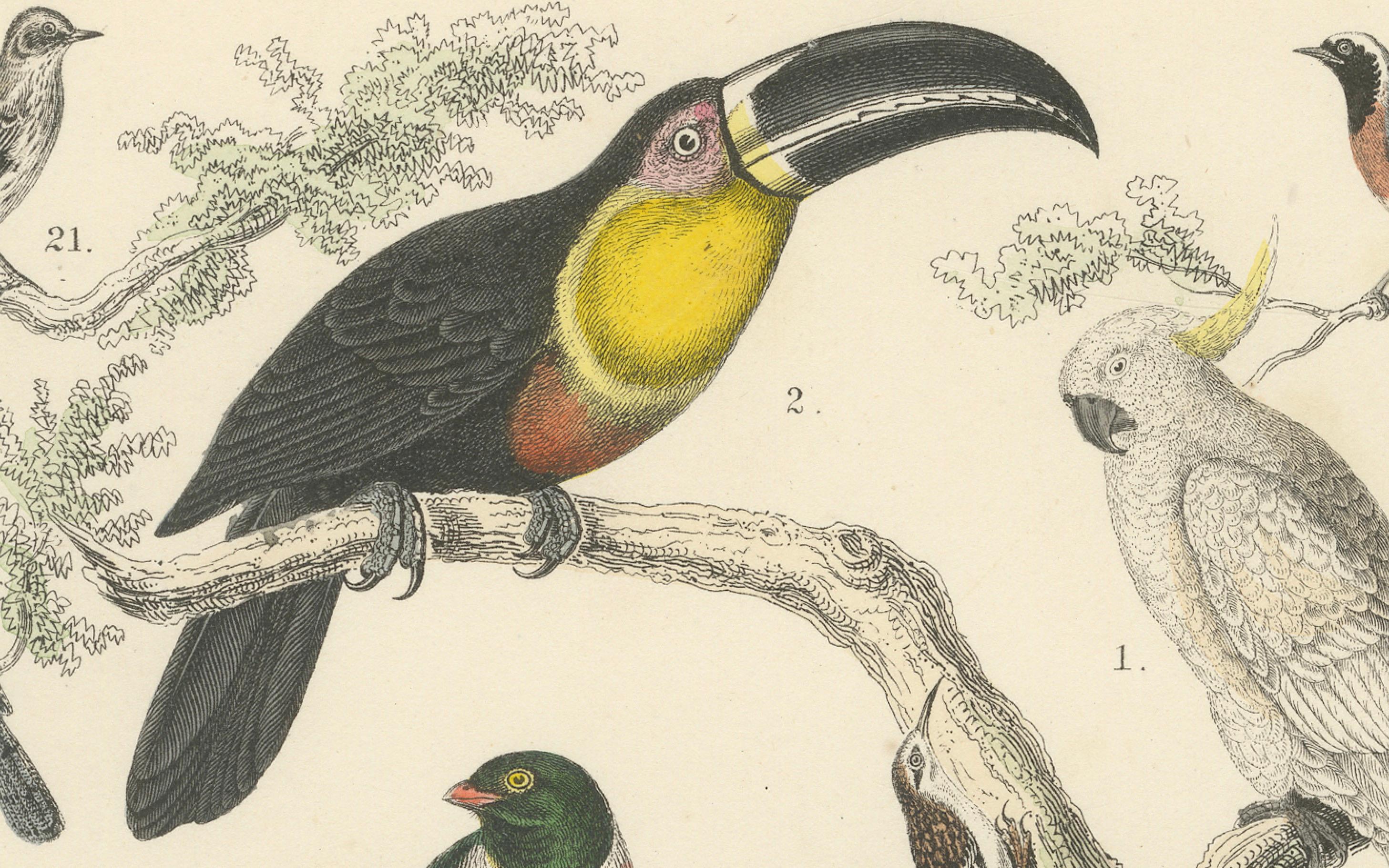 Ornithologie Druck von Tukanen, Spechten, Drosseln und Kingfishern - um 1865 (Papier) im Angebot