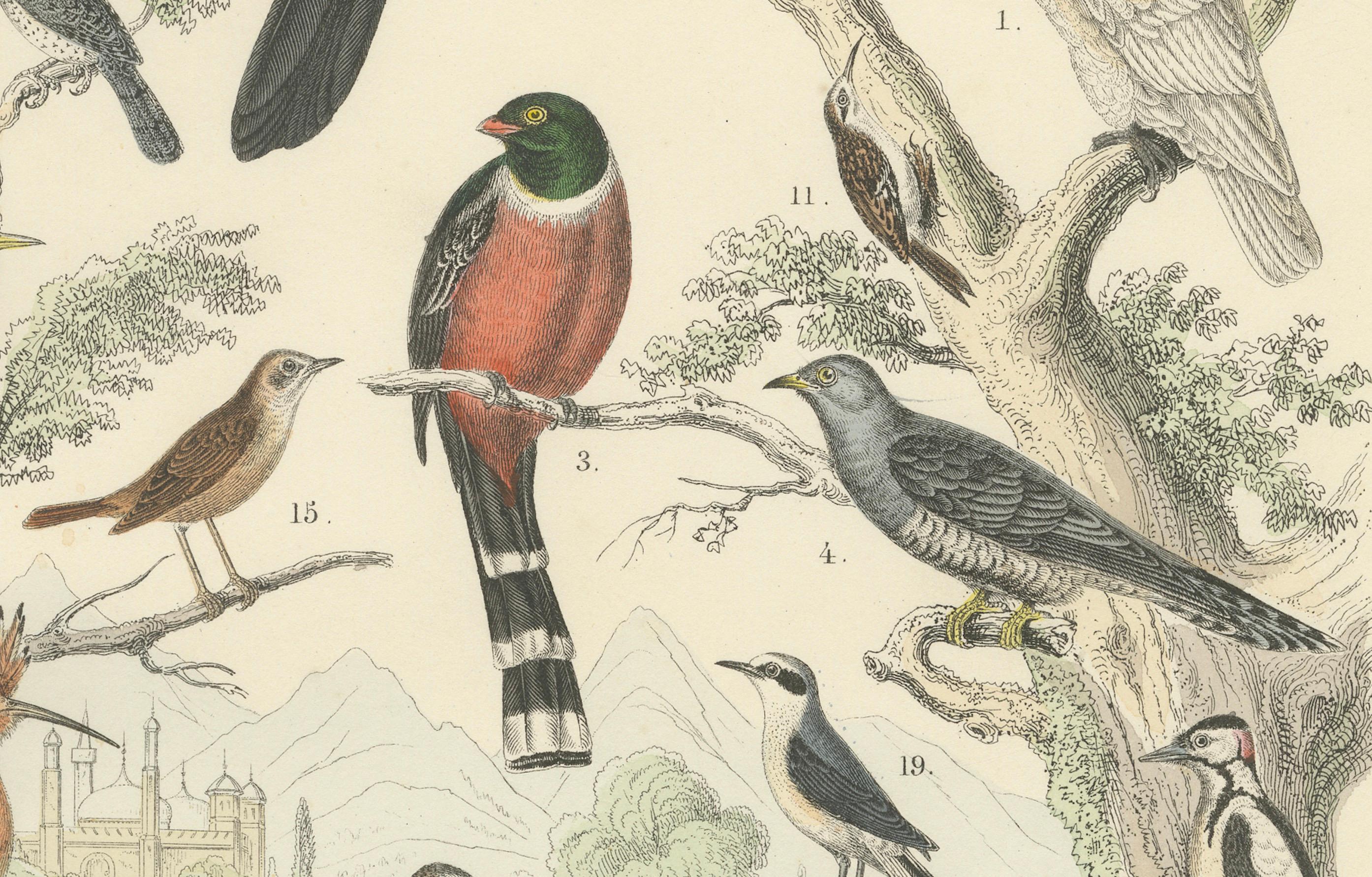 Ornithologie Druck von Tukanen, Spechten, Drosseln und Kingfishern - um 1865 im Angebot 1