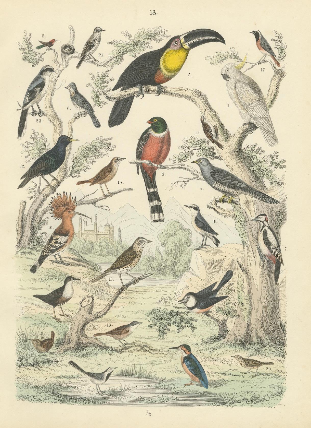 Ornithologie Druck von Tukanen, Spechten, Drosseln und Kingfishern - um 1865 im Angebot 2
