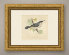 Orphean Warbler with Black Hood, Antique Hand Colored Morris Plate, 1896