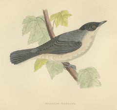 Orphean Warbler with Black Hood, Antique Hand Colored Morris Plate, 1896
