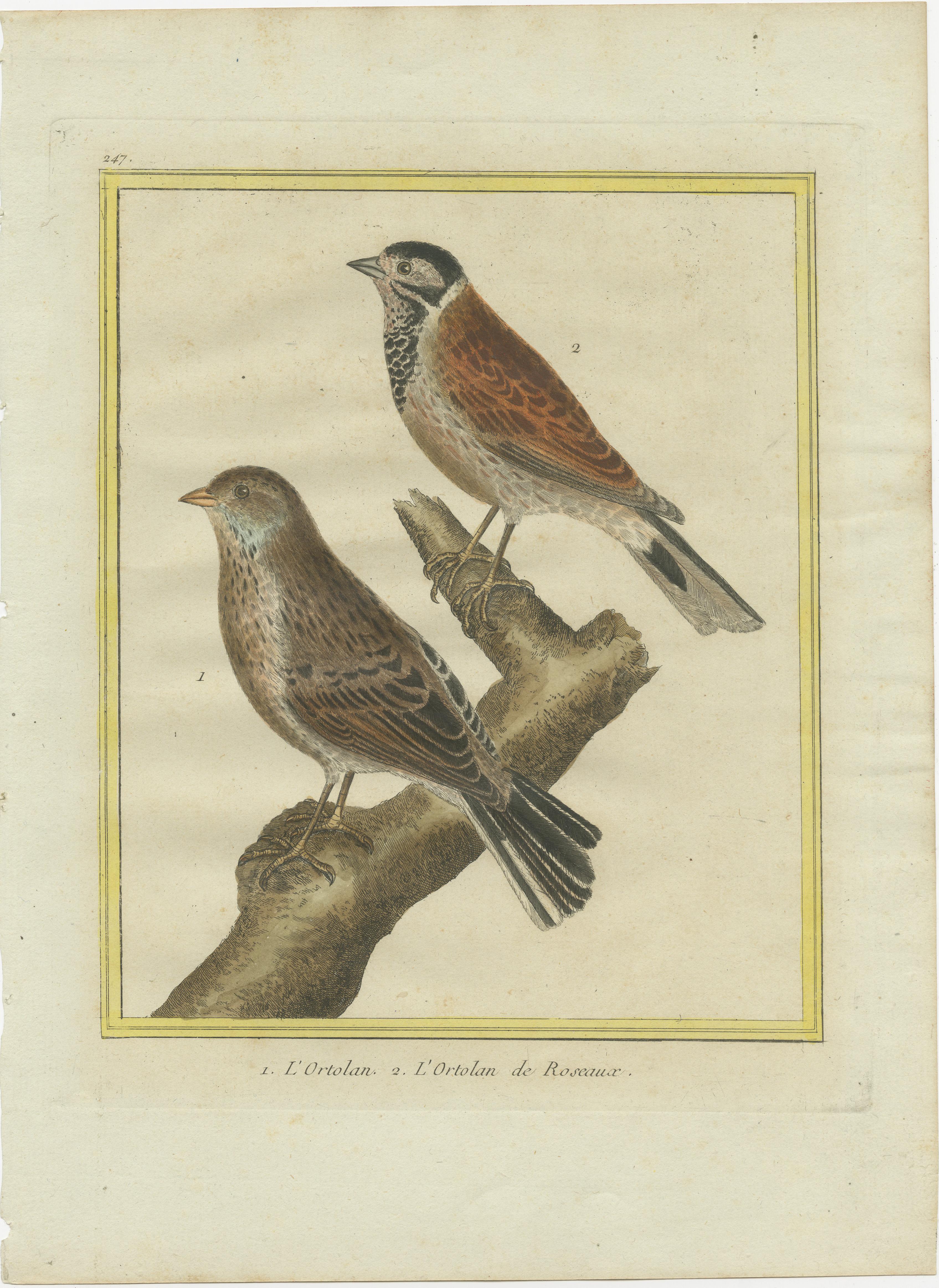 Title: Ortolans from Martinet’s *Histoire Naturelle des Oiseaux* (1780)

The two exquisite prints are from the renowned Histoire Naturelle des Oiseaux, part of the monumental natural history series authored by George Louis Leclerc, Comte de Buffon,
