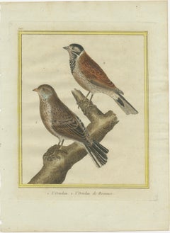 Ortolans from Martinet’s Histoire Naturelle des Oiseaux (1780)