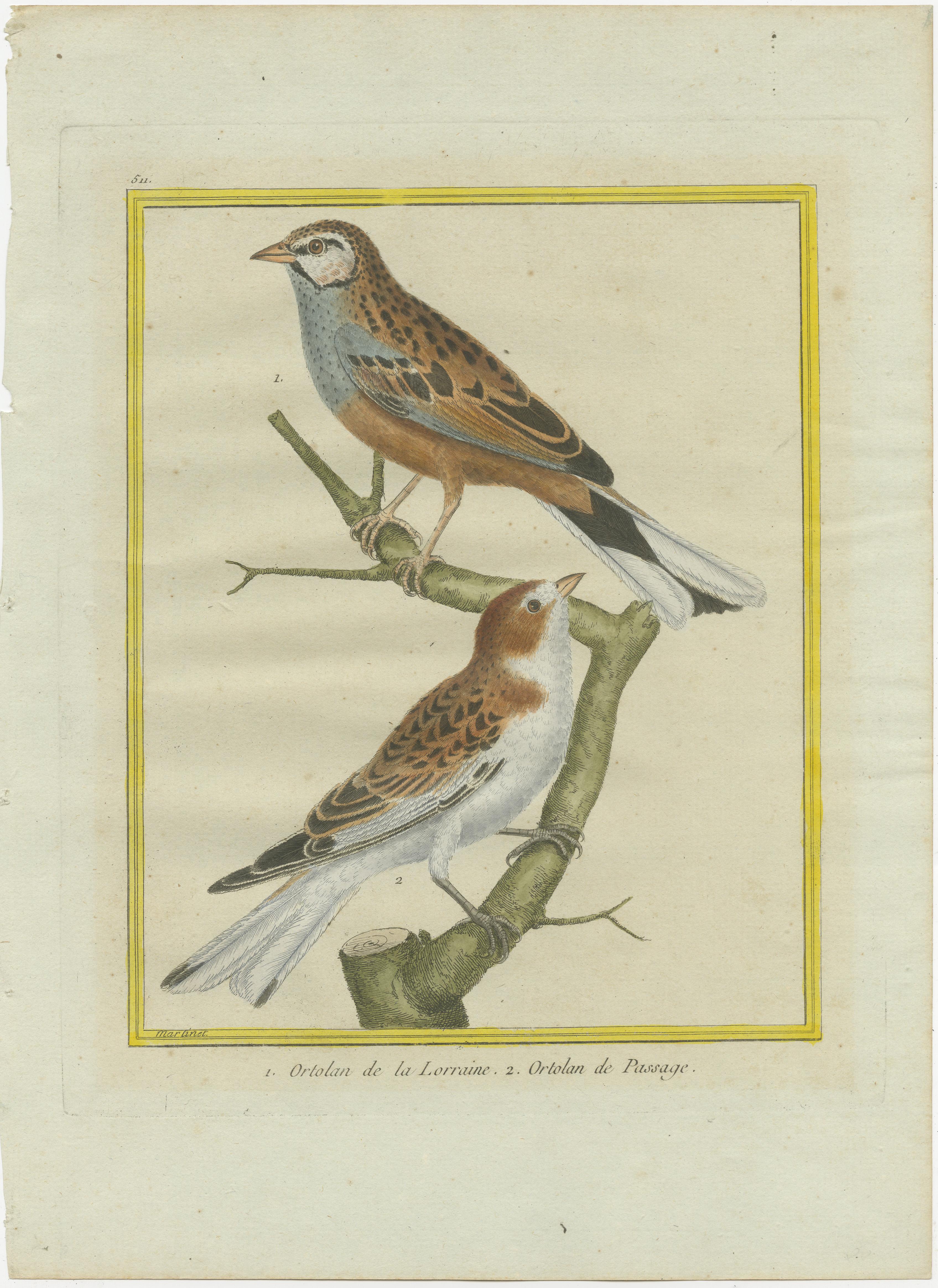 Engraved Ortolans from Martinet’s Histoire Naturelle des Oiseaux (1780) For Sale