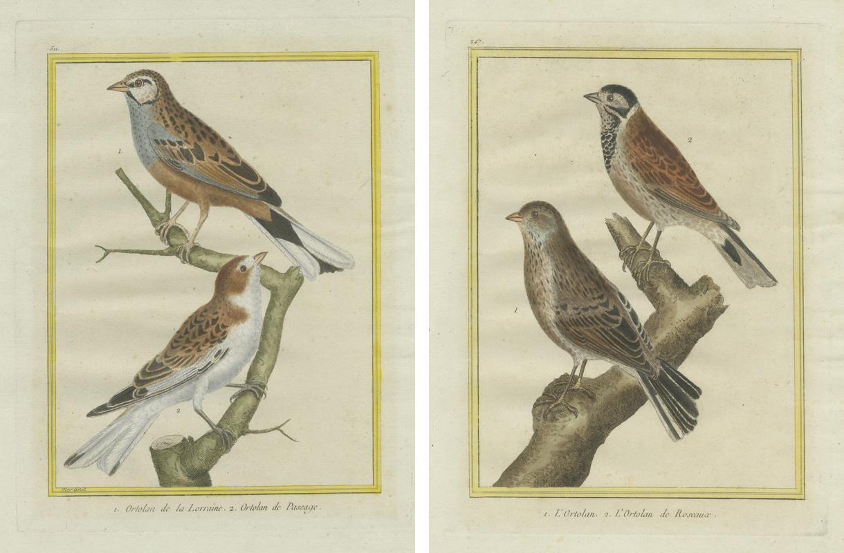 Ortolans from Martinet’s Histoire Naturelle des Oiseaux (1780) In Good Condition For Sale In Langweer, NL