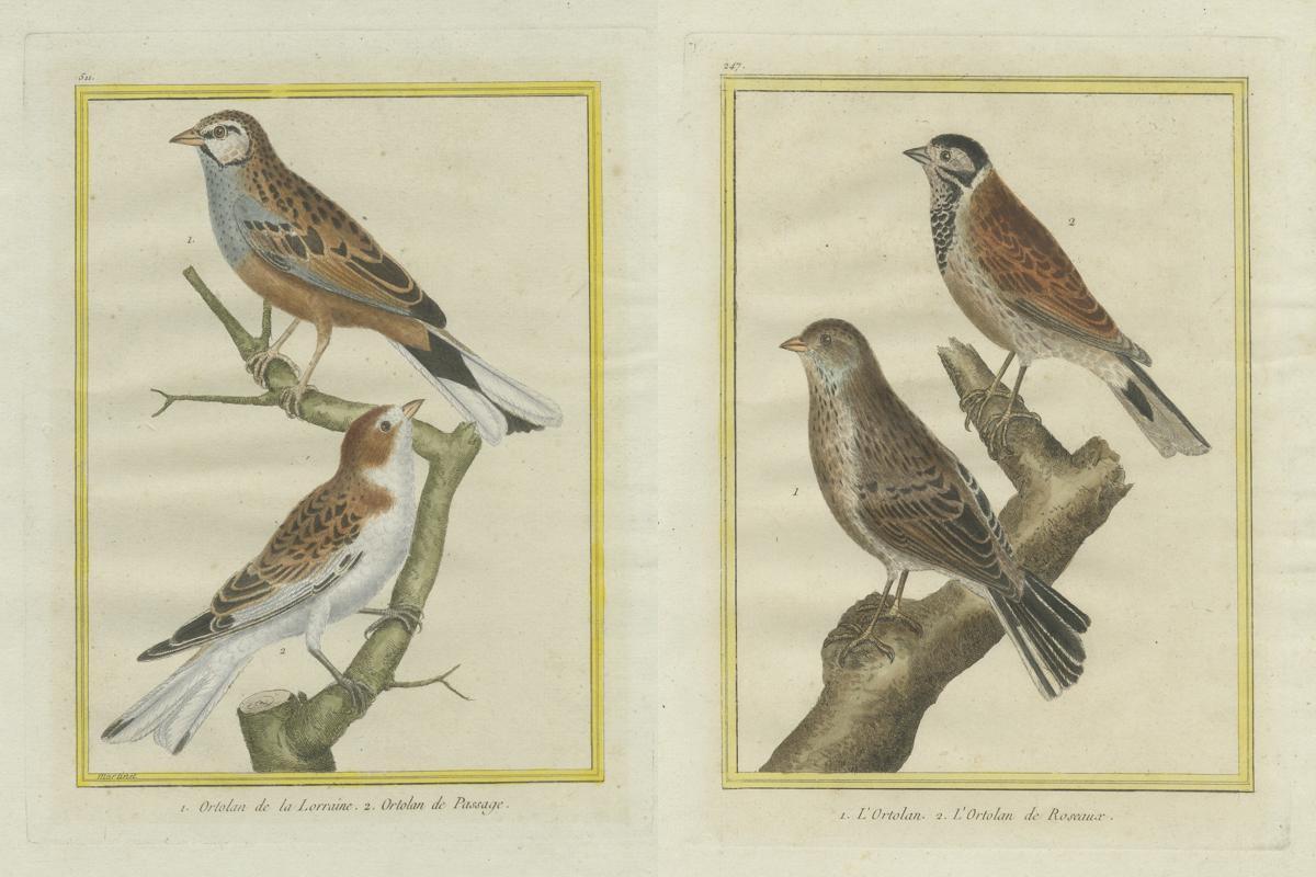 Late 18th Century Ortolans from Martinet’s Histoire Naturelle des Oiseaux (1780) For Sale