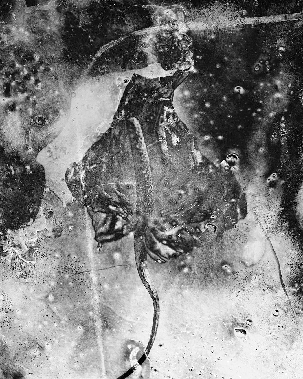 Anthurium - Contemporary still life photo, memento mori, nature morte, abstract