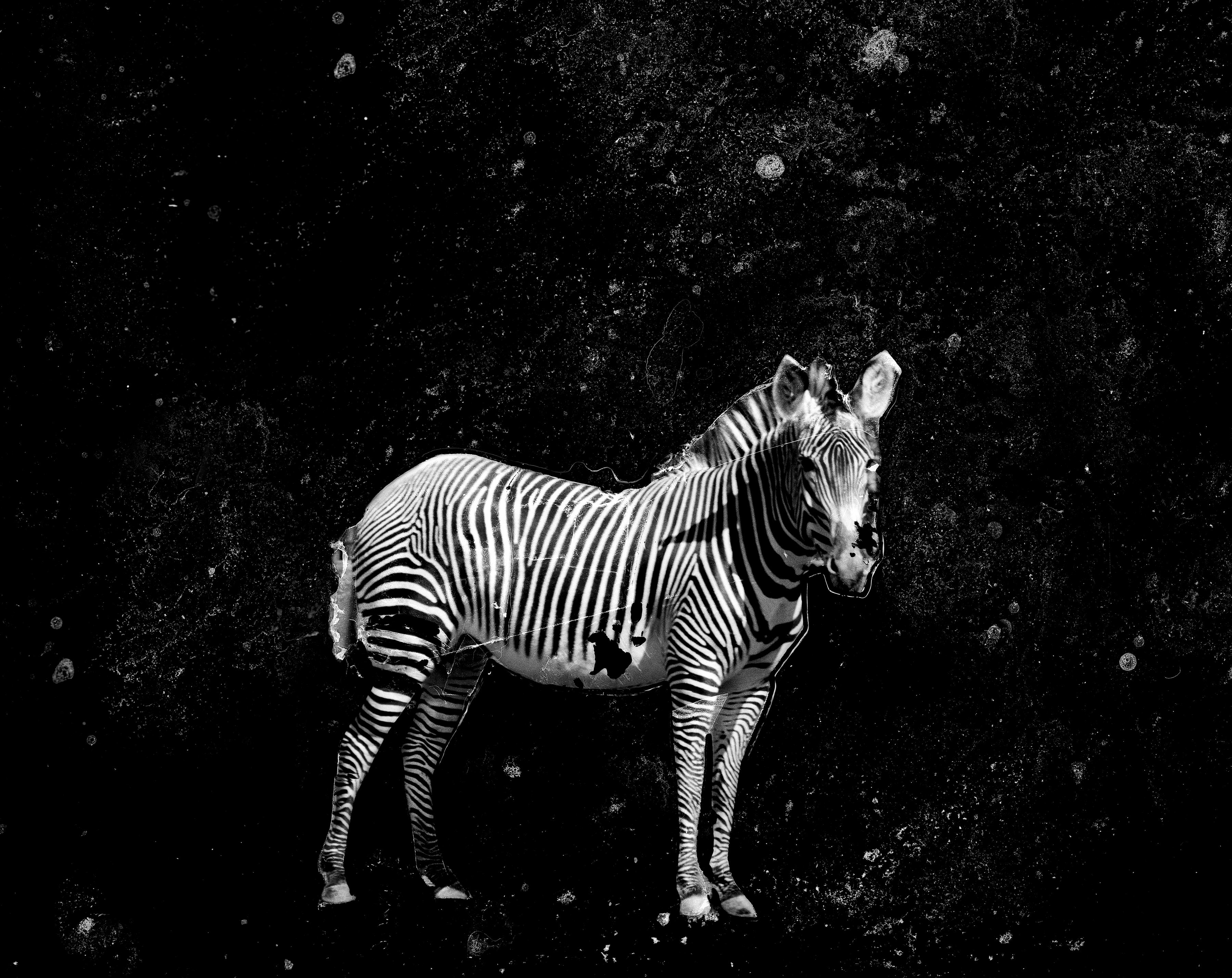 Osheen Harruthoonyan Palm Trees, Evening storm, black and white