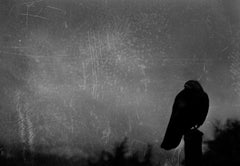 Crow, contemporary photo, bird, abstract art, black and white  landscape photo