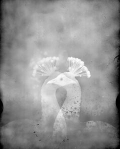 Crown, Still life, black and white, contemporary photography, birds, taxidermi