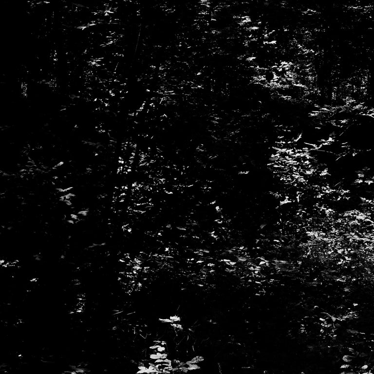 Osheen Harruthoonyan Dark Woods, black and white contemporary photo