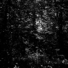 Dark Woods, black and white contemporary photo, abstract photo, nature, forrest