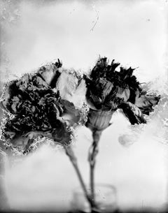 Dried Carnations, Contemporary black and white still life, abstract botanical 